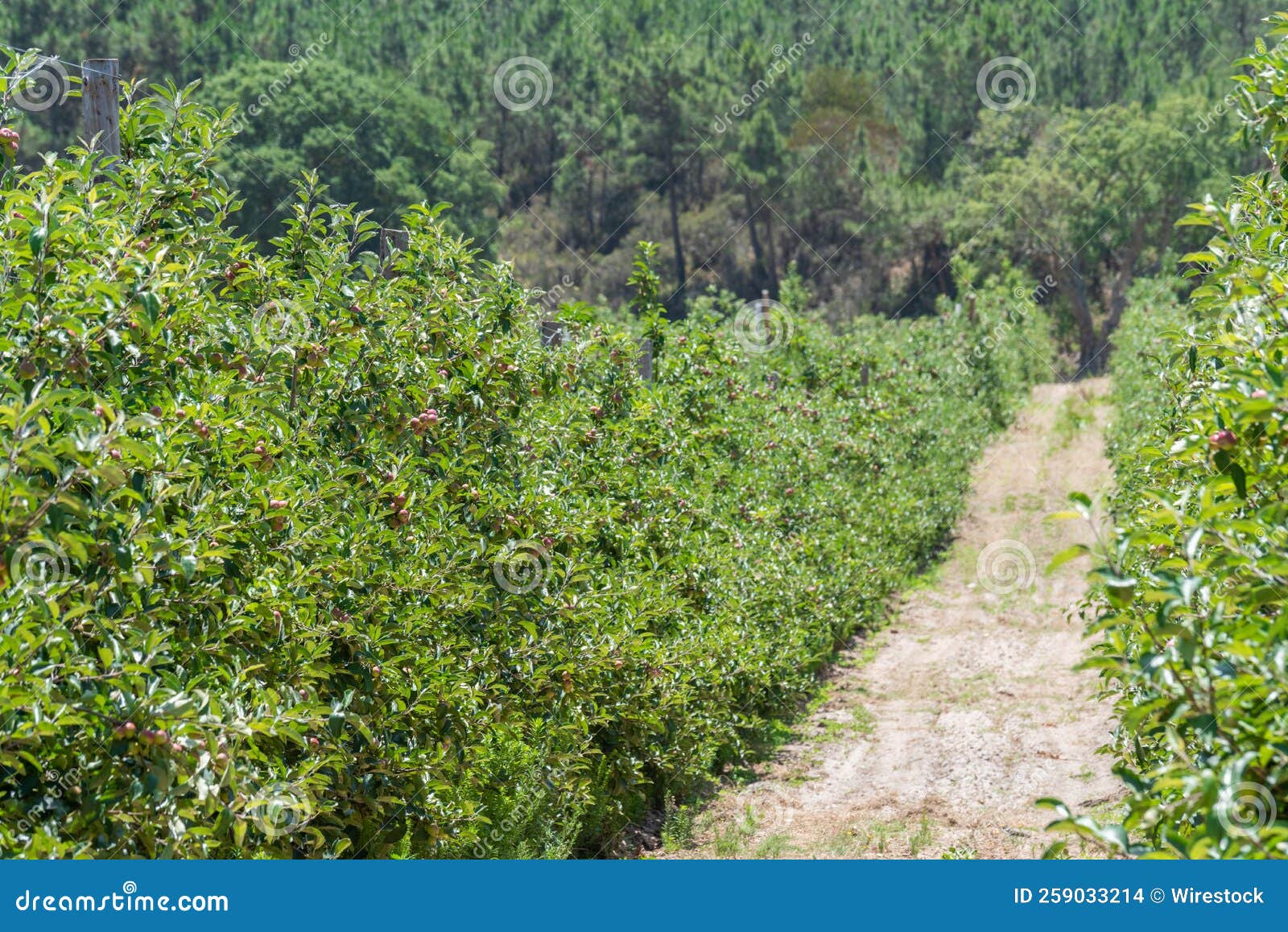 View of a Royal Gala Apple Plantation Stock Photo Image of plant