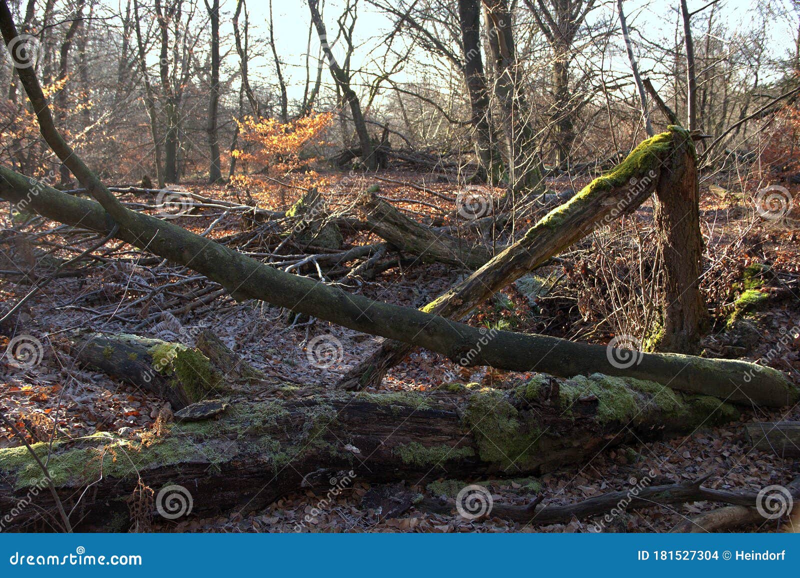 The Sababurg Primeval Forest with Dead Trees on a Winter Day Stock Photo Image of winter
