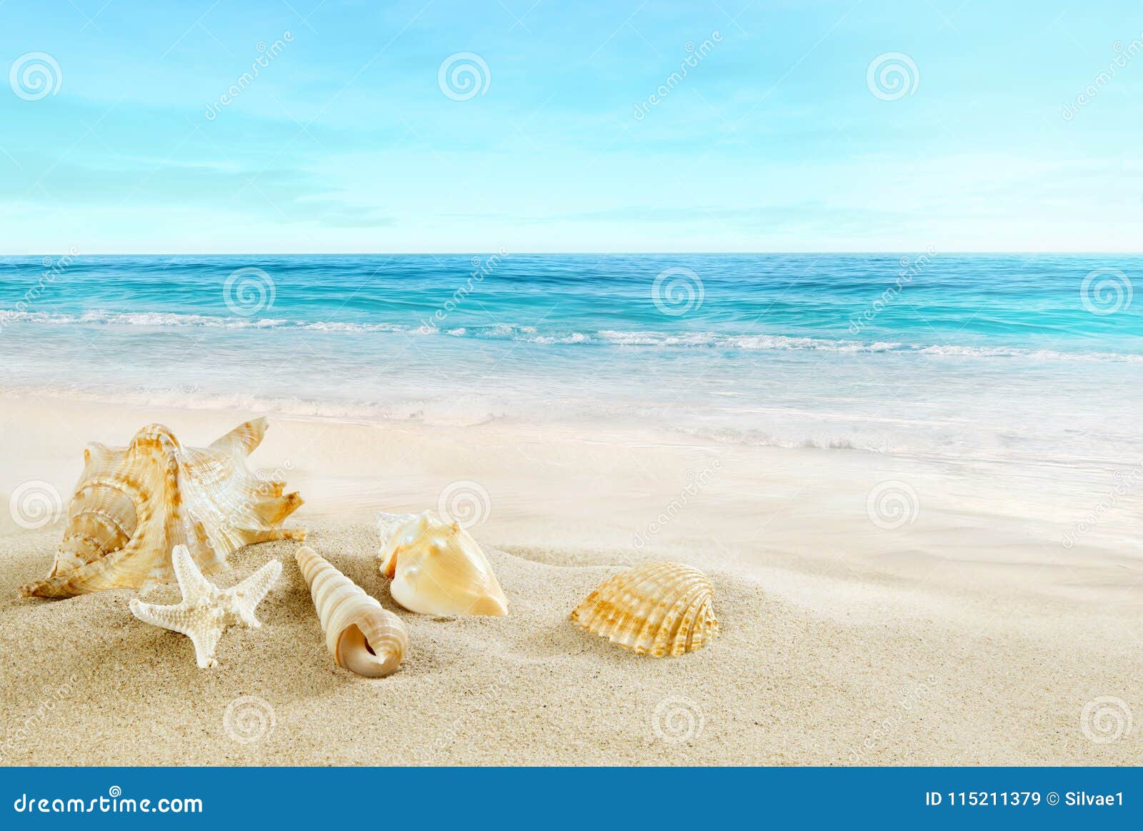 tropical beach. shells on the sand.