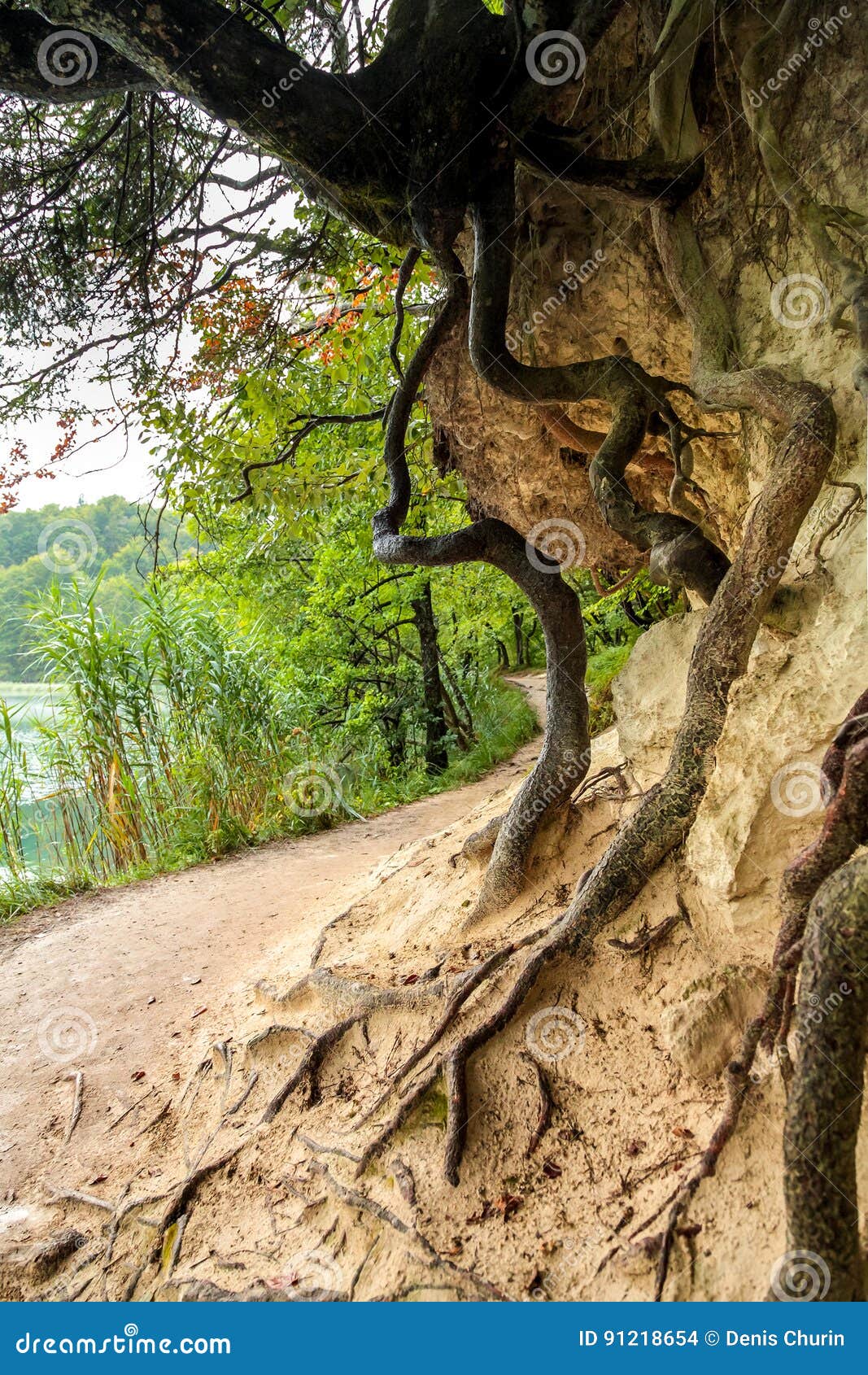 view of sandy precipice with croocked snags and roots