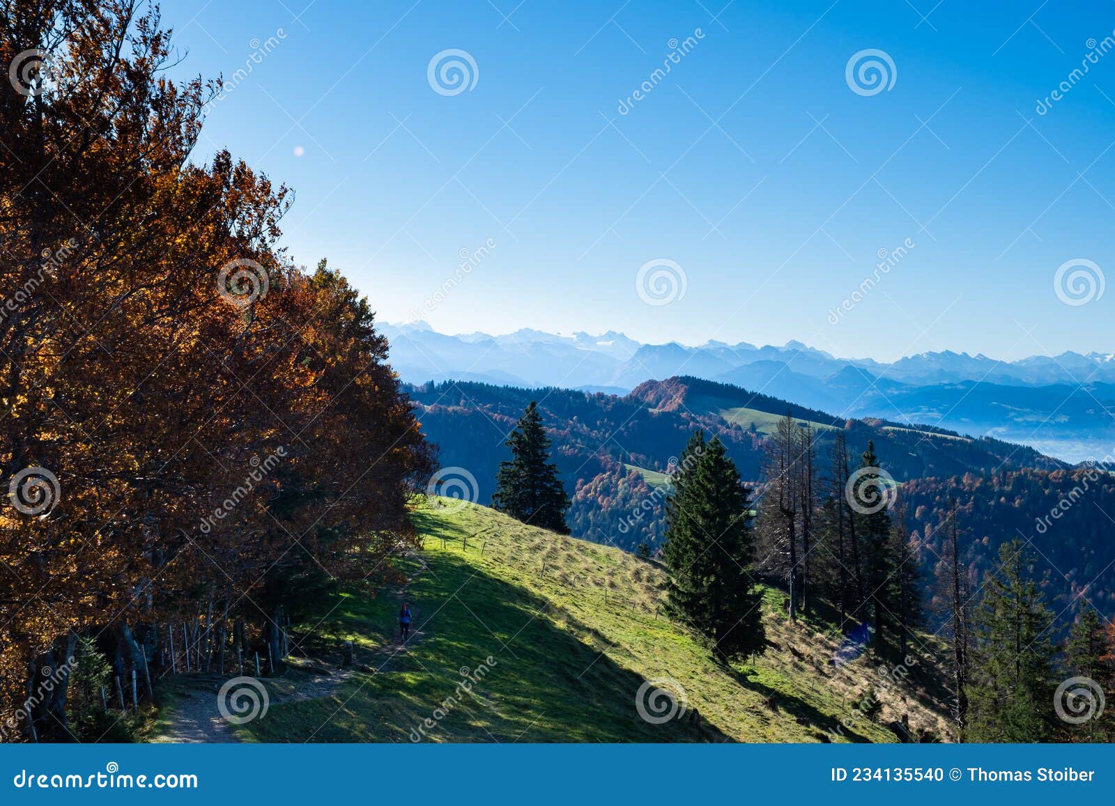 view from schnebelhorn, a hill in cantone zurich, along a row of colourful autumnal trees towards the mountains