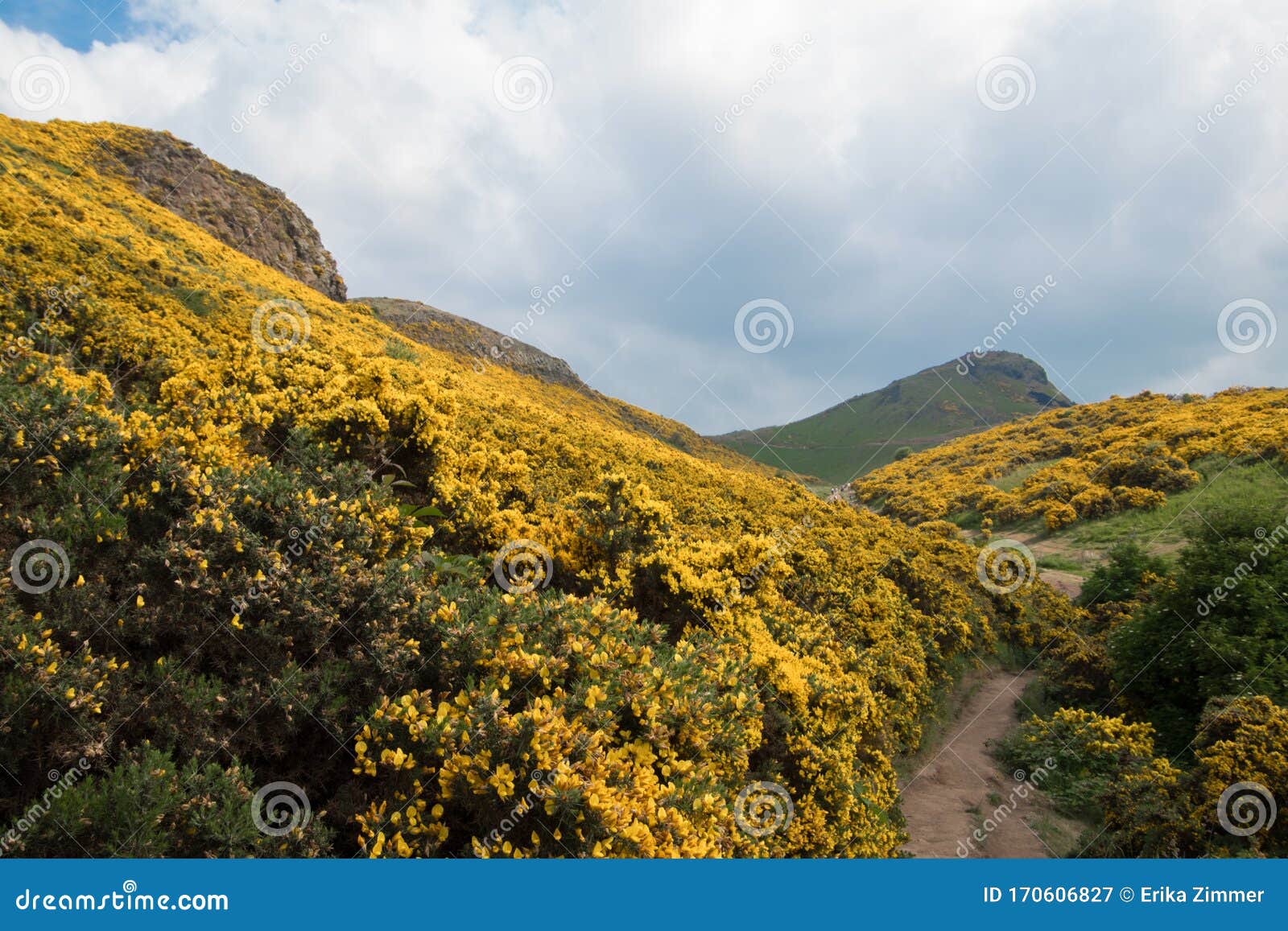 view of scottish mountains with yellow flowers