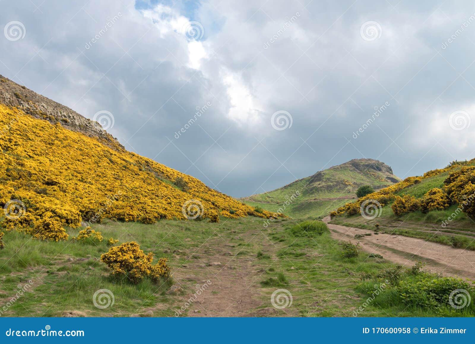 view of scottish mountains with yellow flowers