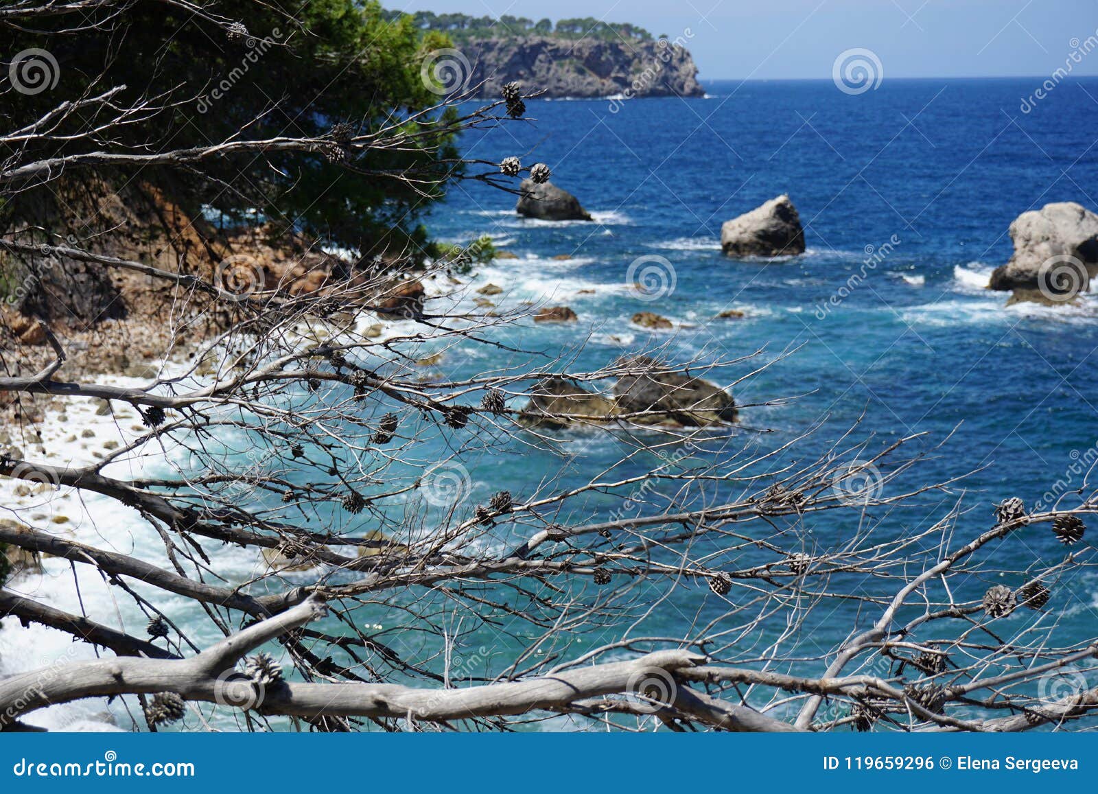 View of the Sea through Pine Branches Stock Photo - Image of card