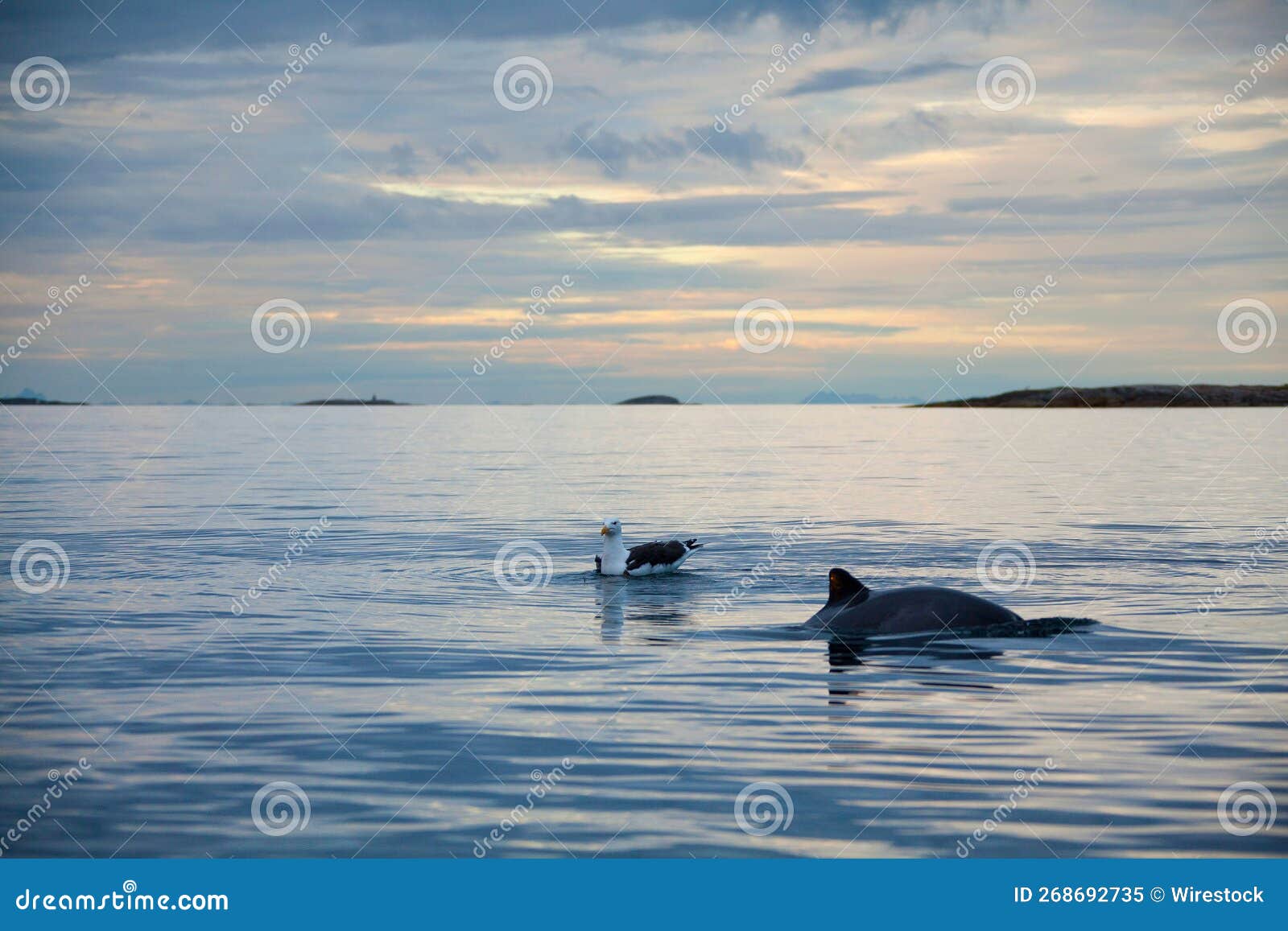 view of a seagull and a cetacean fish swimming in the sea at sunrise