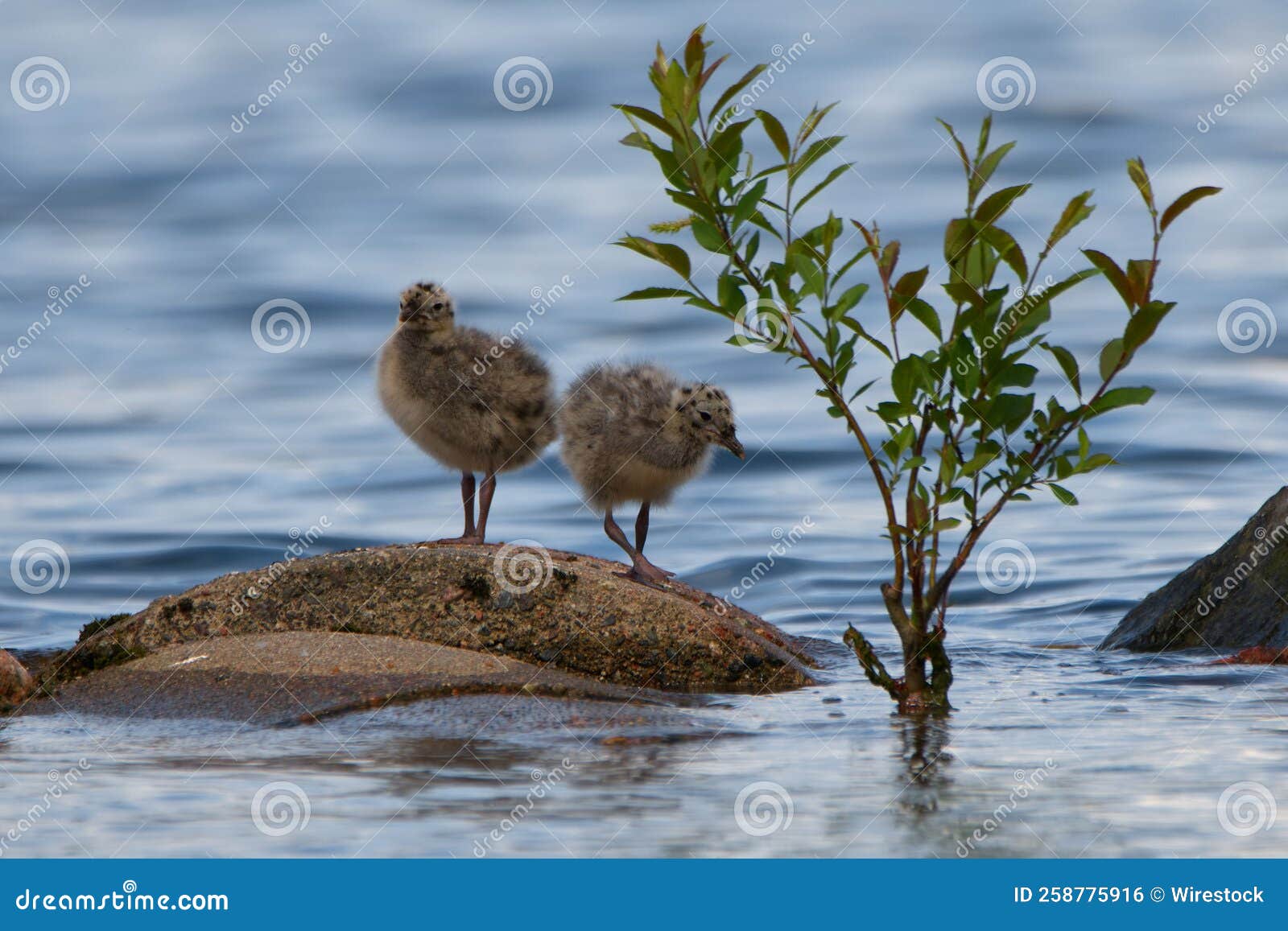 View of Seagull Chicks Perching on Rock Stock Photo Image of outdoor