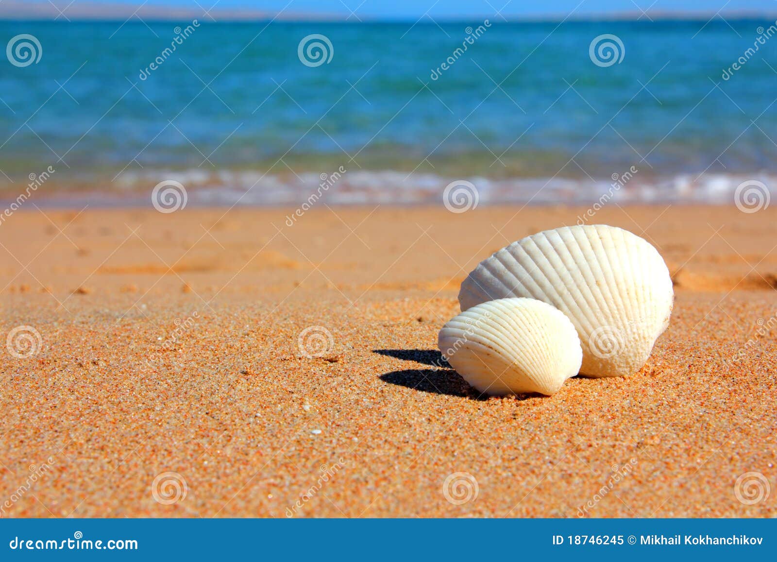 view on seashells on beach