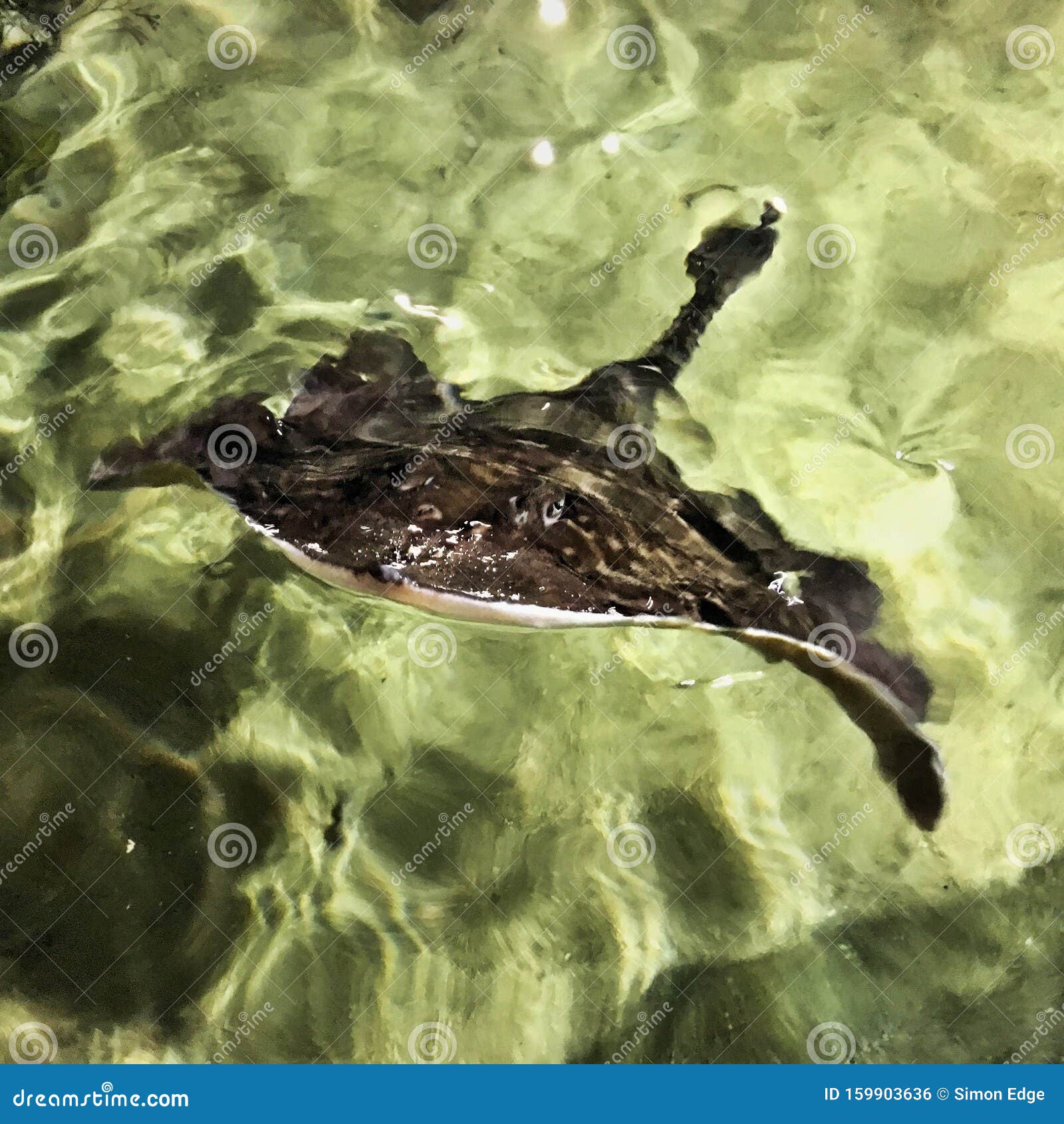 A View of a Skate Fish from Below Stock Photo Image of fish, marine