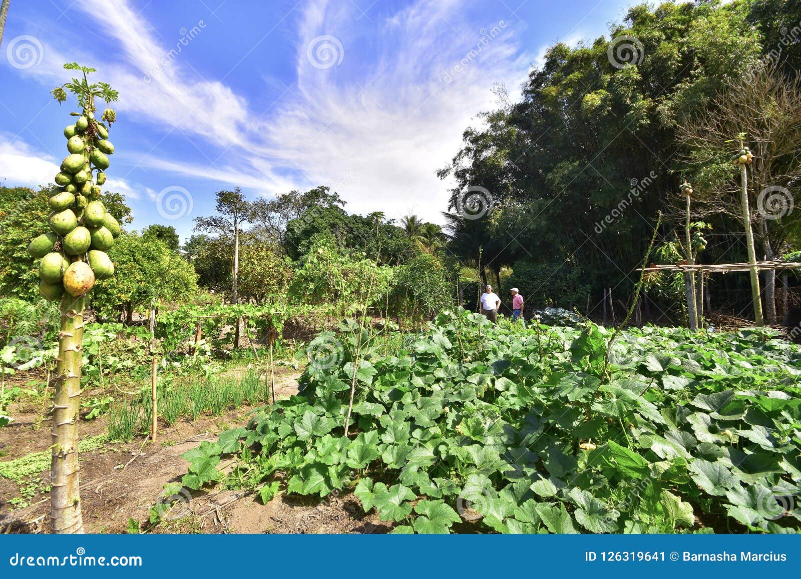 A Small Vegetable Garden Editorial Photo Image Of City 126319641