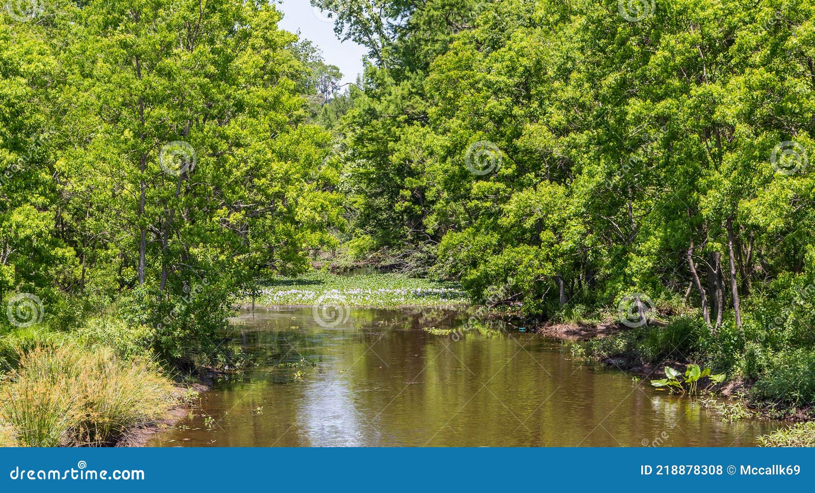 view of small river with a patch of  water liles in bloom