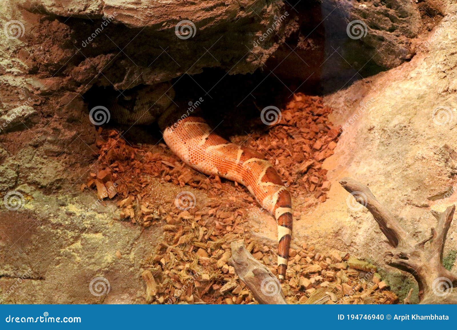 View of Snake Sleeping Inside Small Cave Stock Photo - Image of serpent