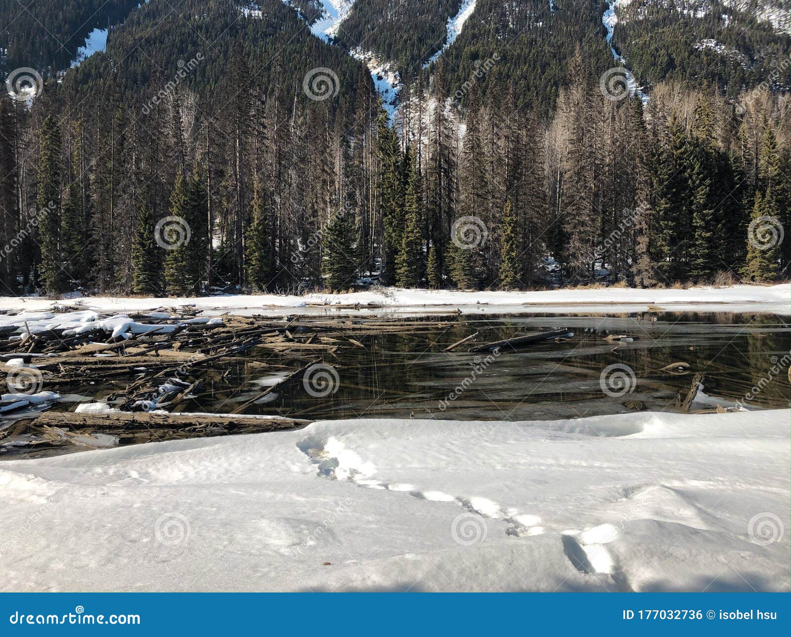 a view of snow covered lillooet lake with driftwoods floating on the surface of the lake