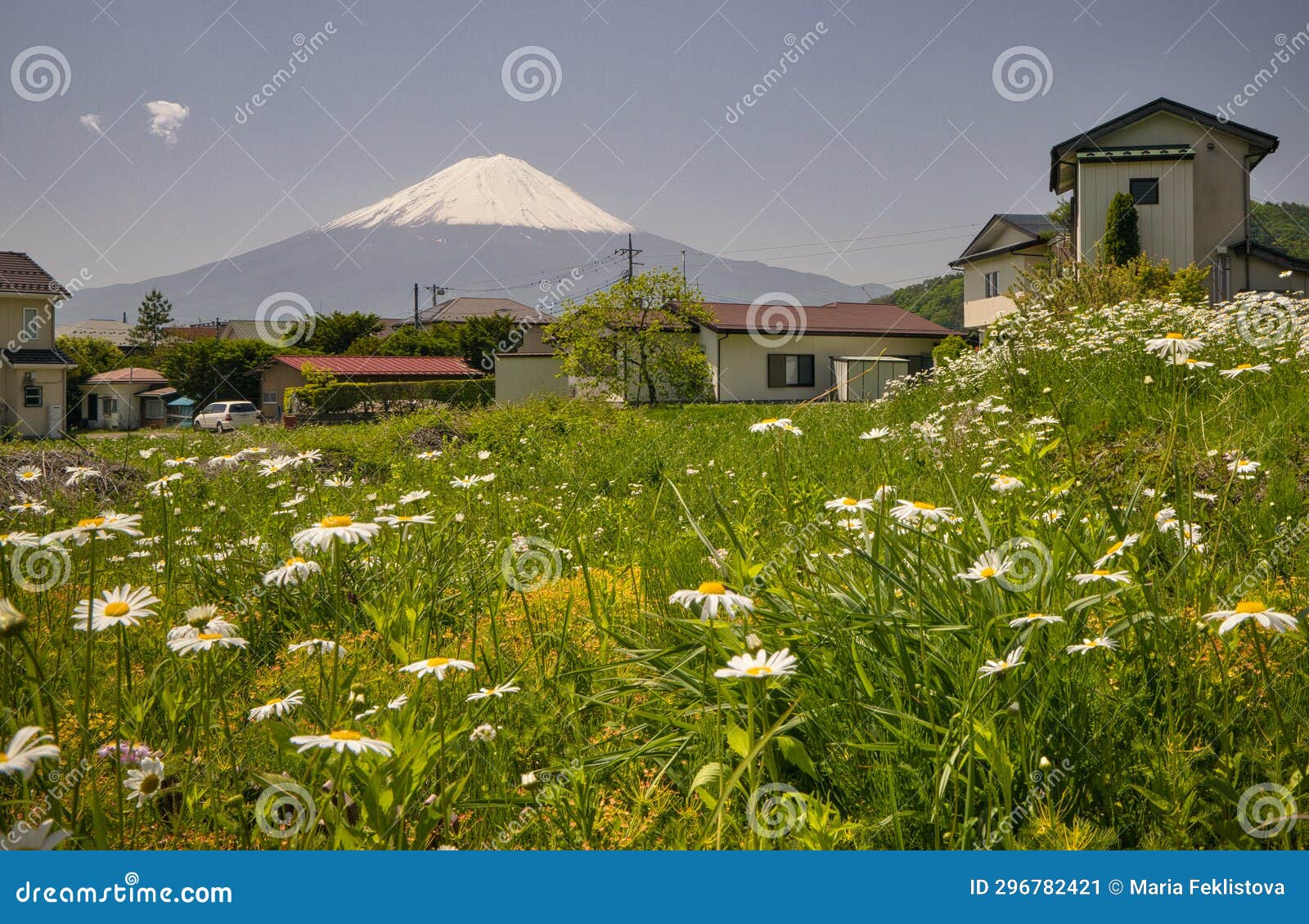 view of snow covered mount fuji and meadow with blooming daisies