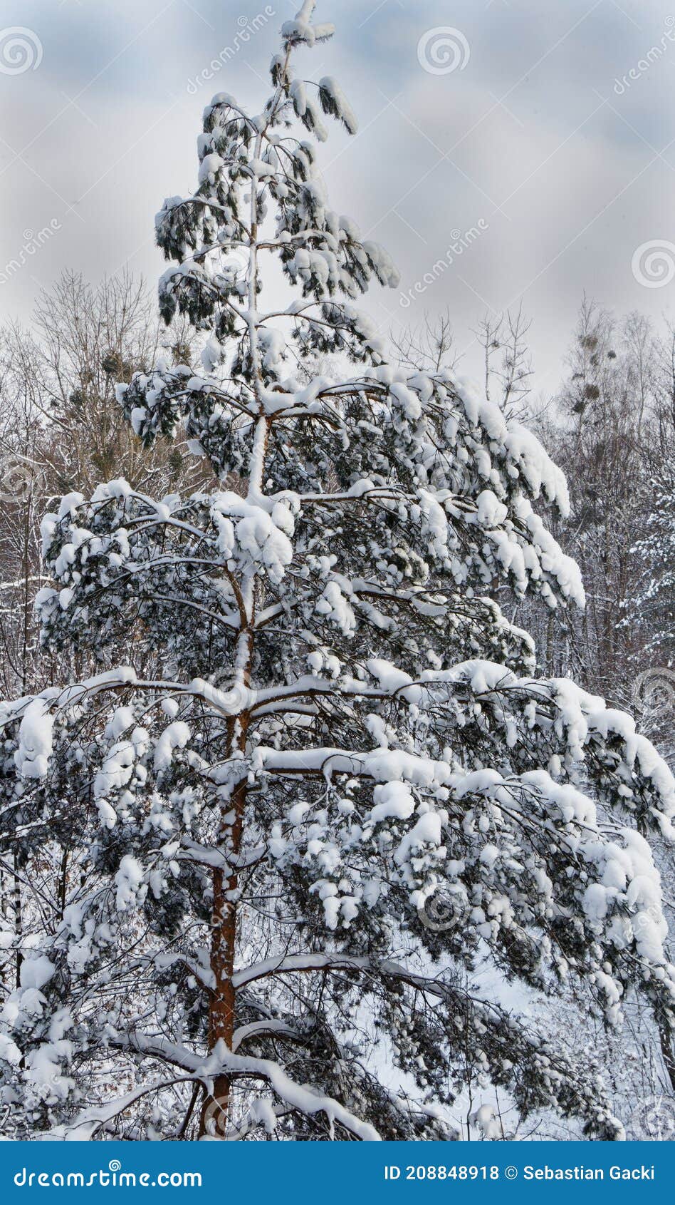 view of a snow-covered pine