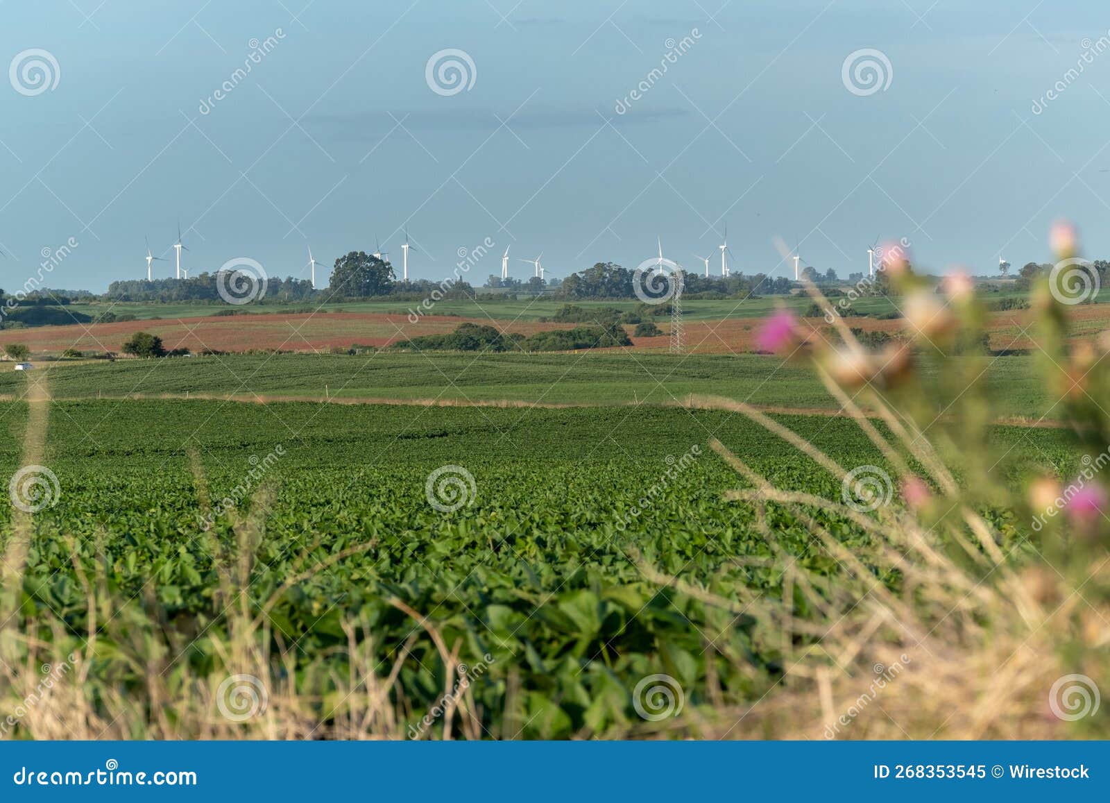 view of soy fields and a windmill farm on the horizon