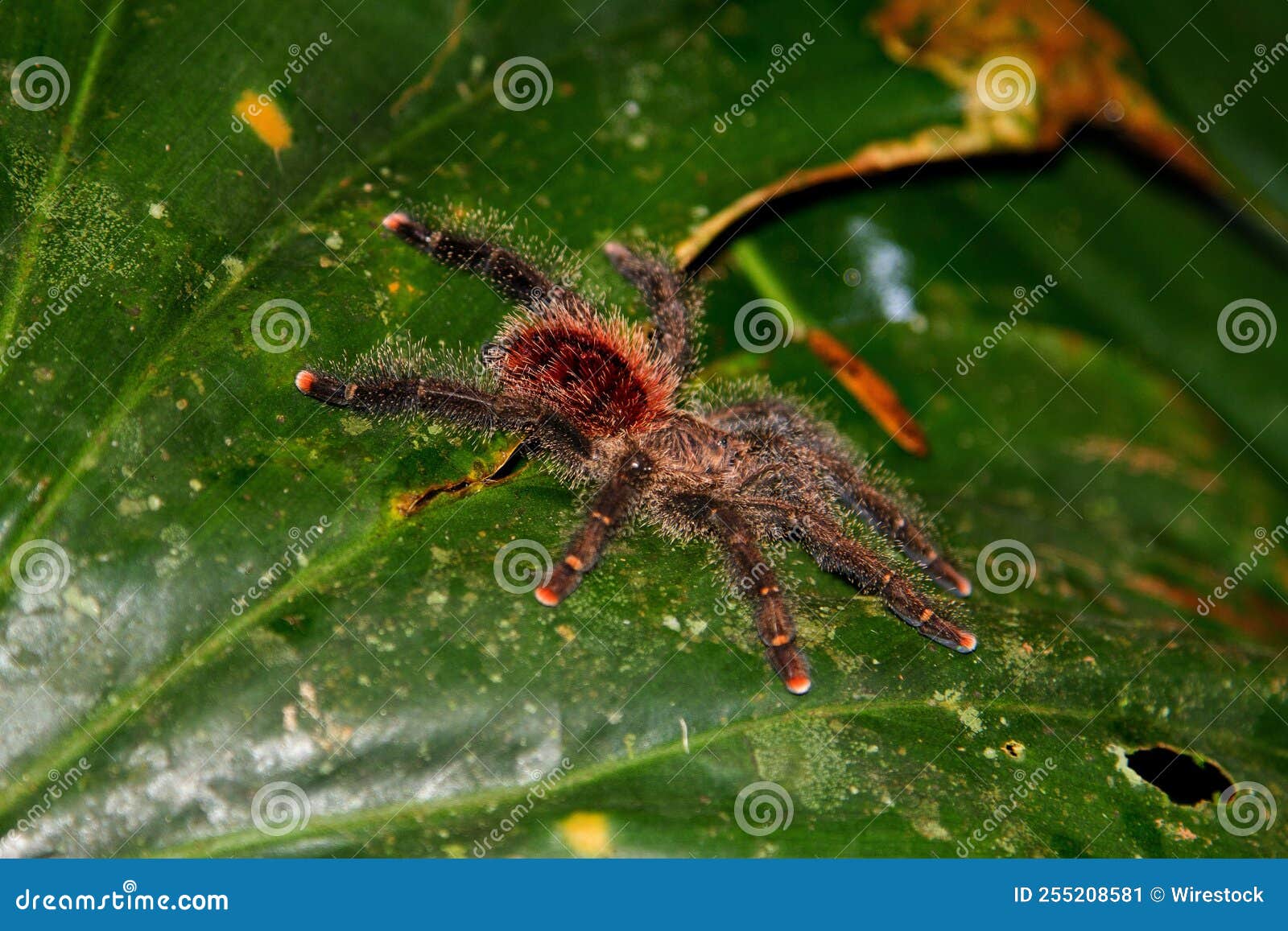 View of a Spider Called Avicularia Juruensis on a Green Leaf Stock ...