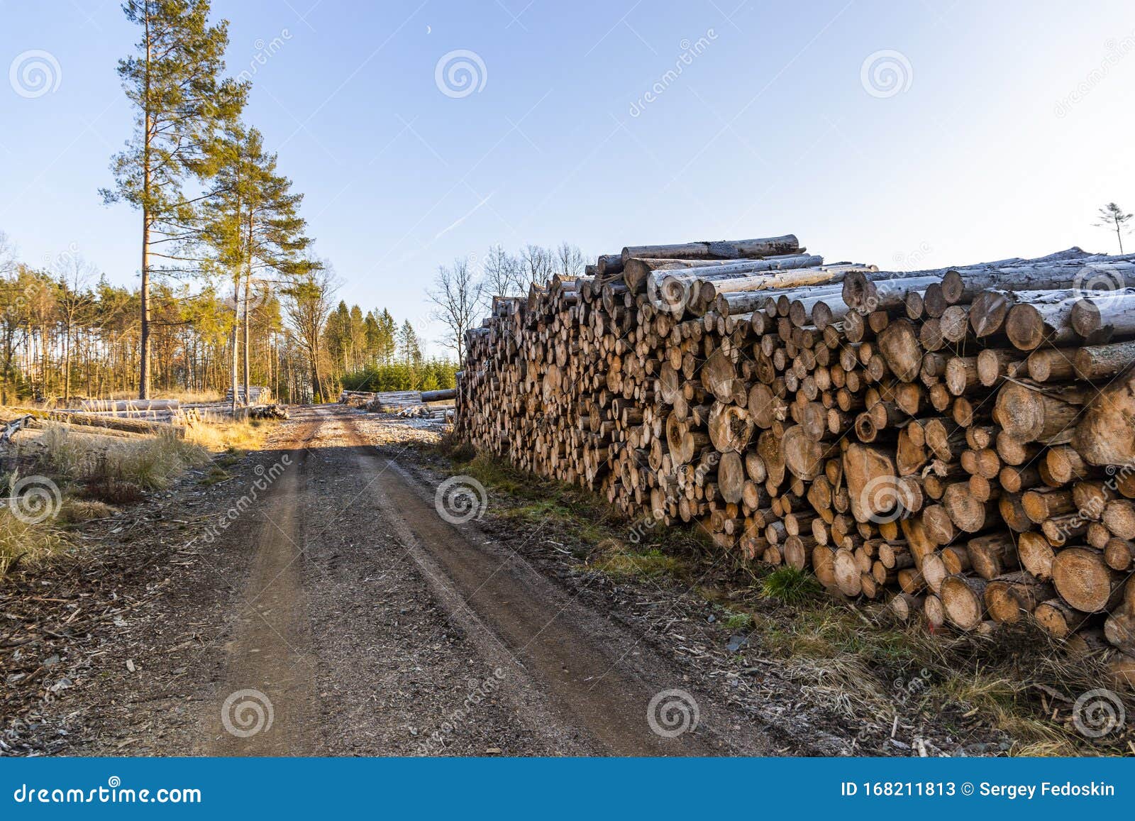 View of a Stack of Firewood for the Winter. Logging Industry Stock