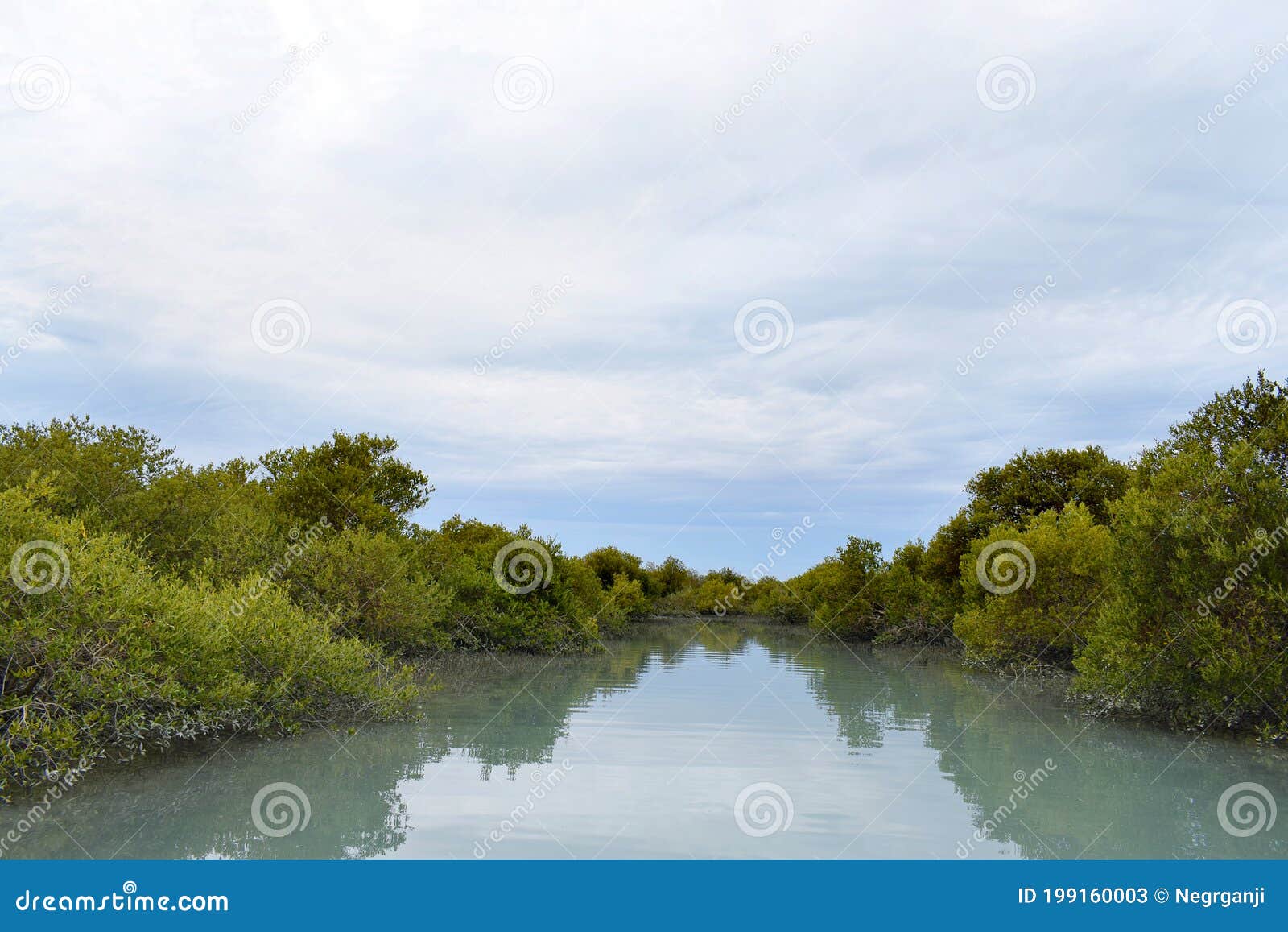 view of the strange and beautiful mangrove forests whose roots are in the water.