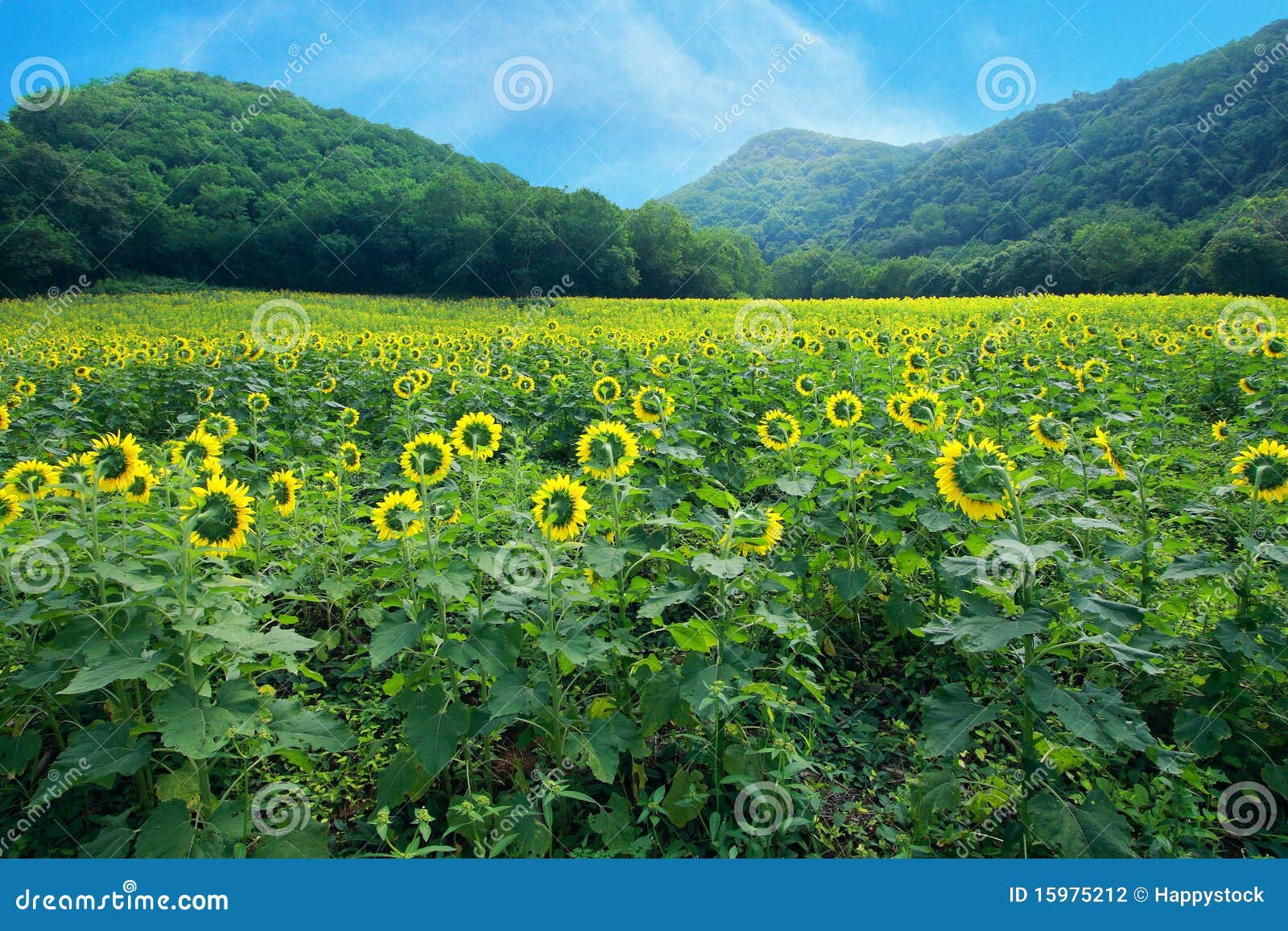 View of Sunflower Field and Mountain Stock Photo Image of scene, vibrant 15975212