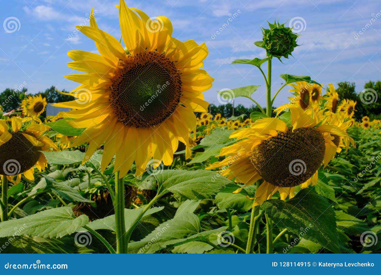 View of Sunflowers Field. Sunflowers Turned Towards the Sun. Stock