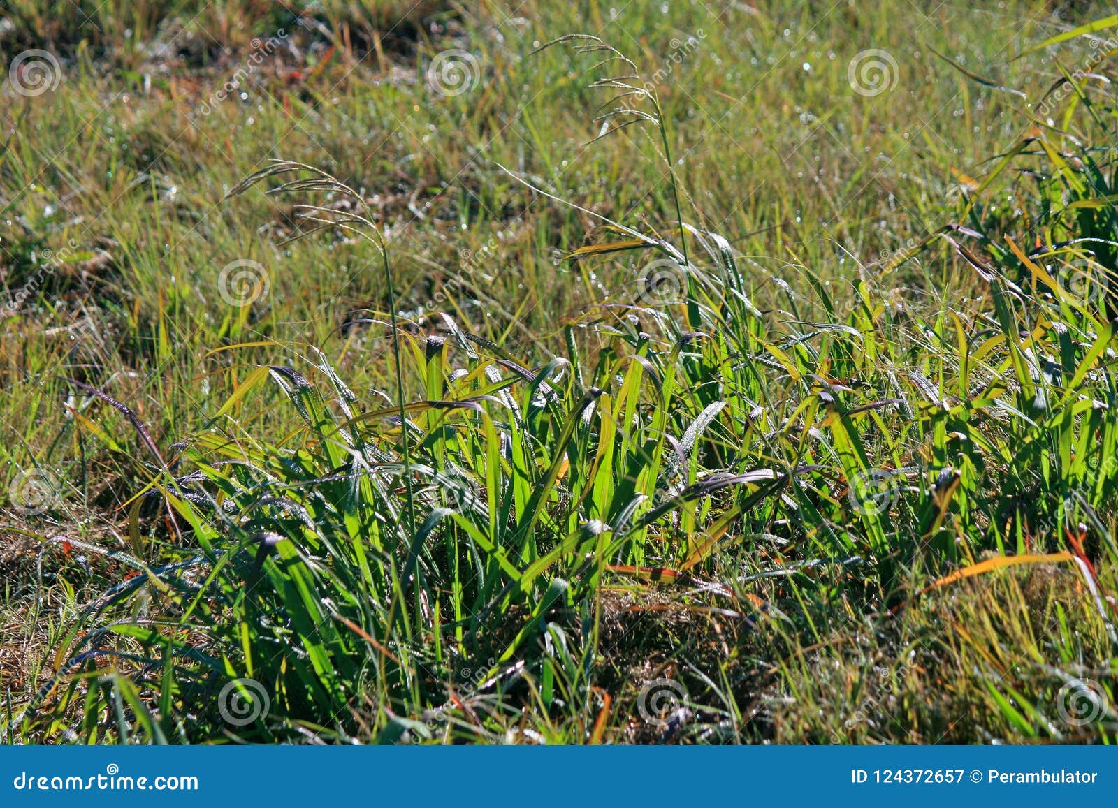BRIGHT GREEN GRASS BLADES stock image. Image of fresh 124372657