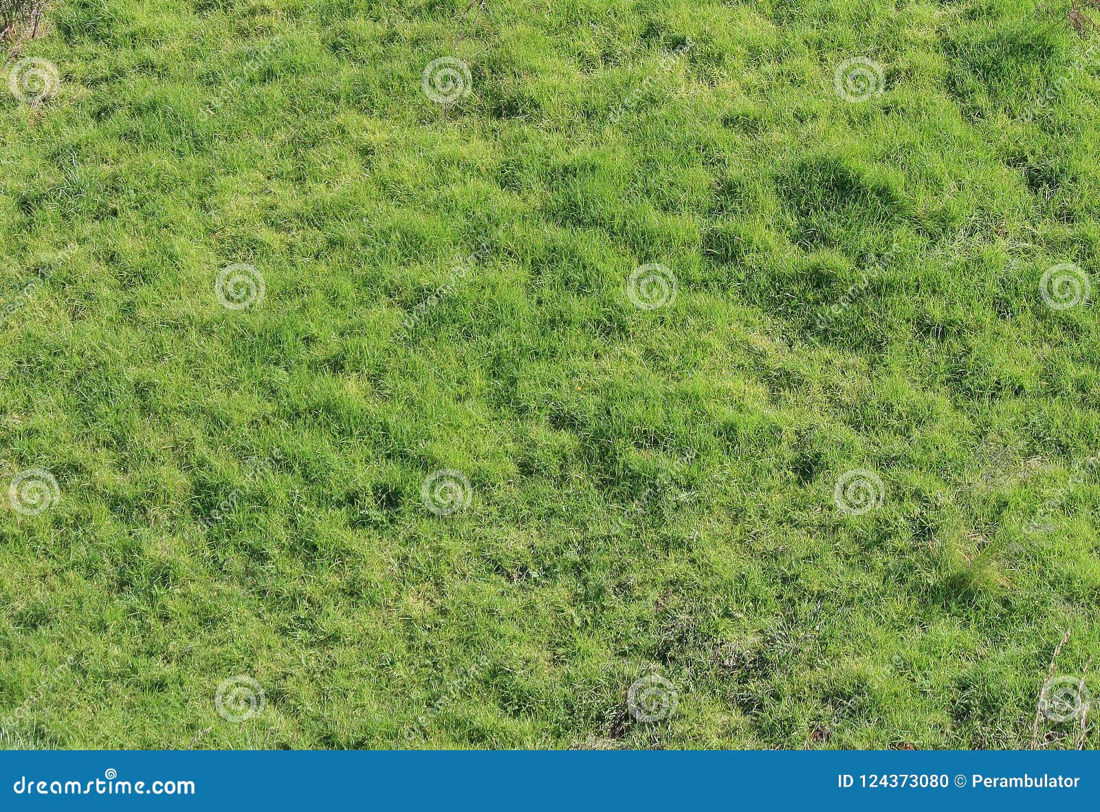 PATCH of UNEVEN GREEN GRASS Stock Photo Image of colours, background