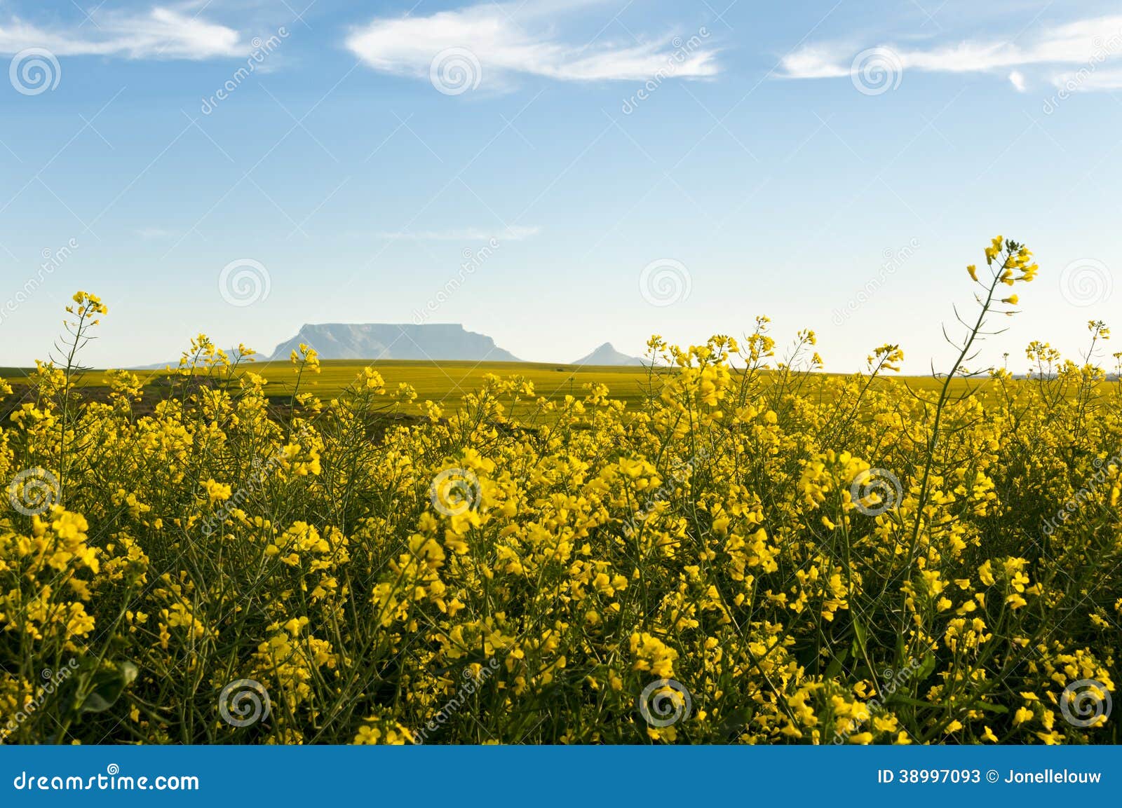 View of Table Mountain with Canola Flowers Stock Image Image of