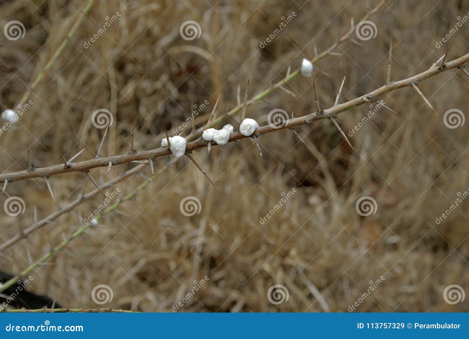 WHITE WAX SCALE BLOBS ON A THORN TREE BRANCH Stock Image ...