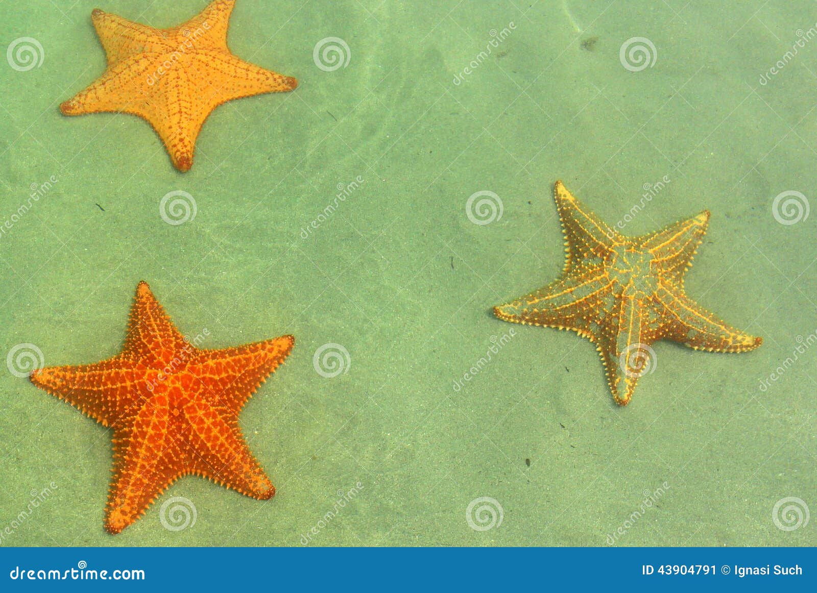 view of three starfishes in playa estrella, panama