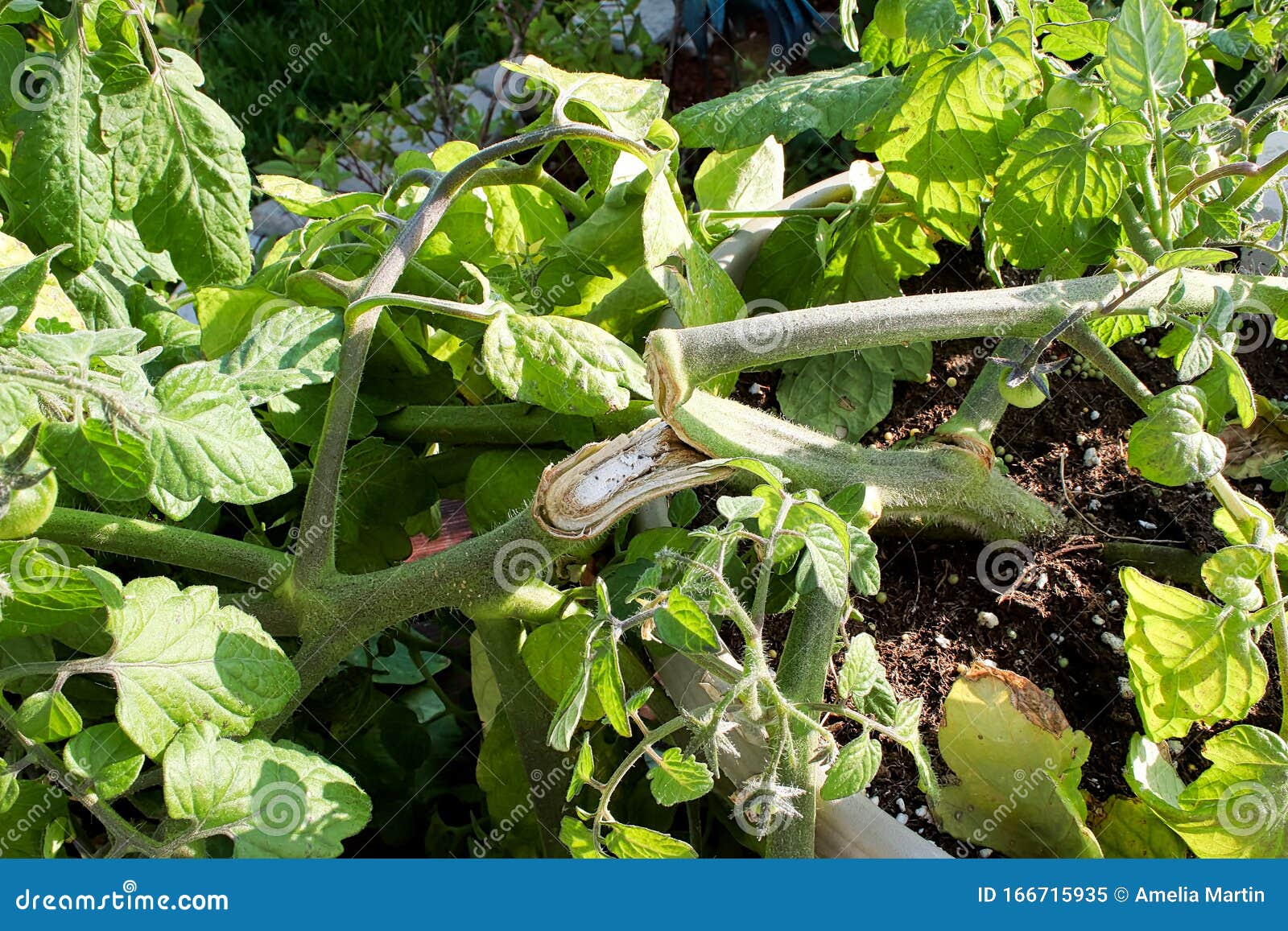 View Of A Tomato Plant Branch That Has Been Broken Stock Image Image Of Green Leaves 166715935