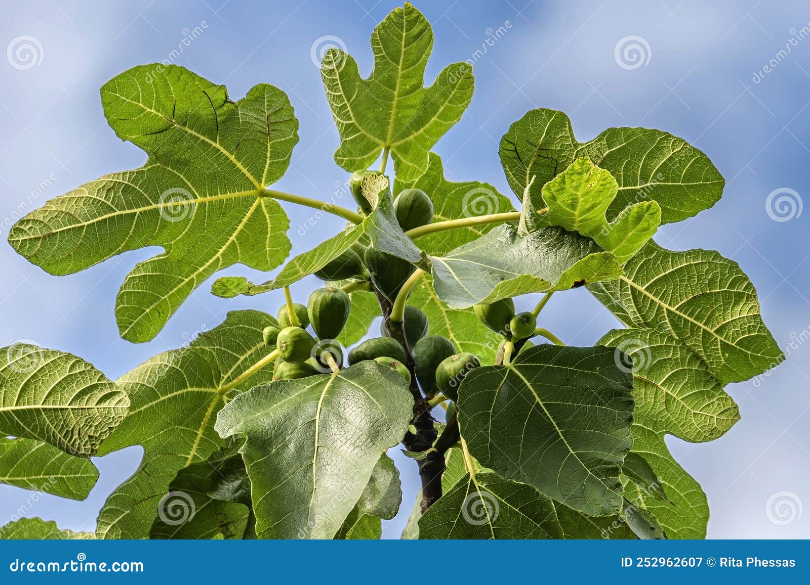 View of the Top of a Fig Tree with Figs Growing, Which are Not yet Ripe