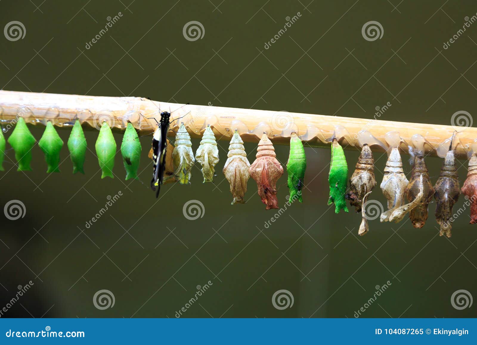 Butterfly Hatching in Row of Cocoons Stock Image Image of environment