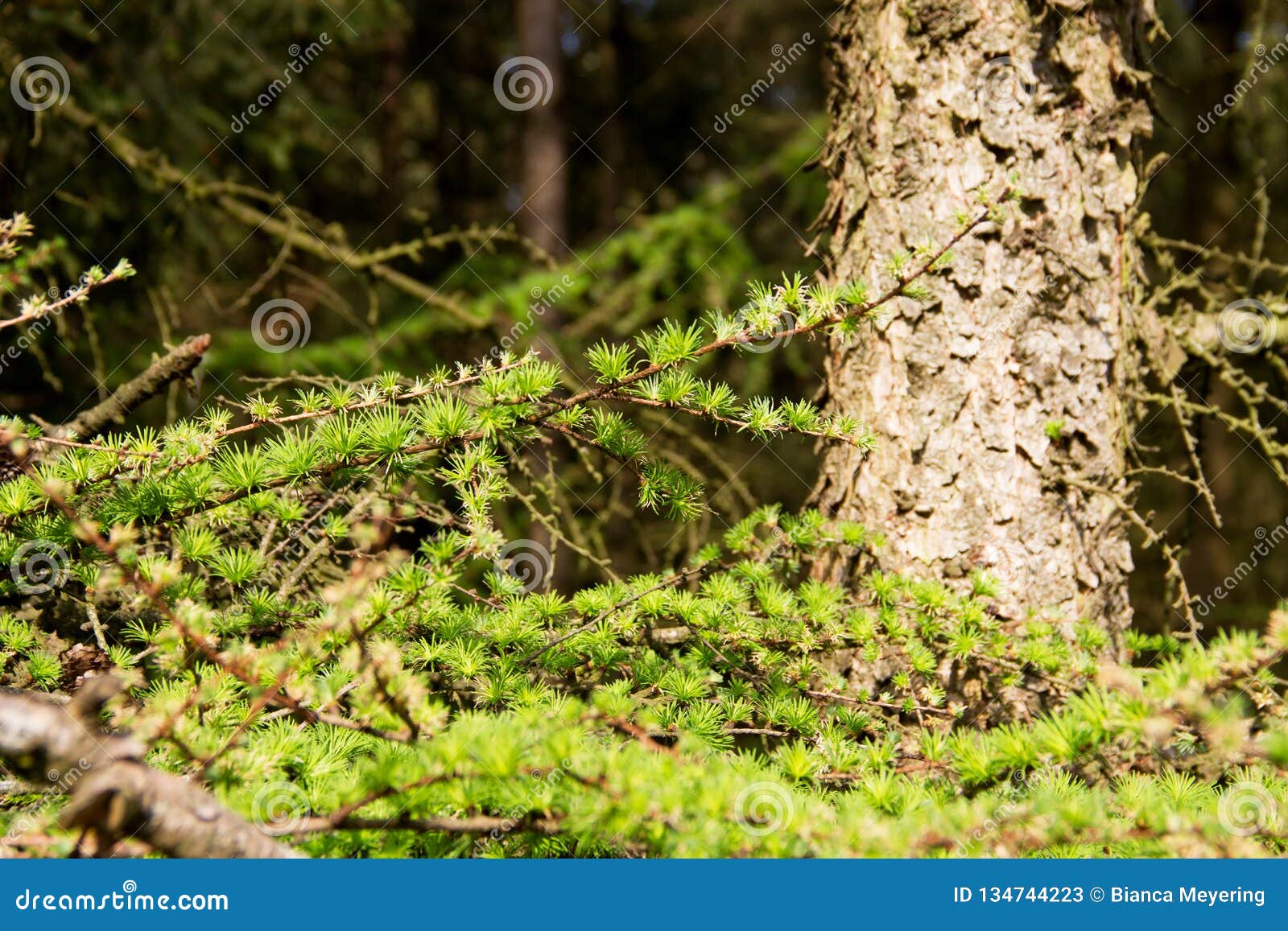 view on a tree part in the forest in niederlangen emsland germany