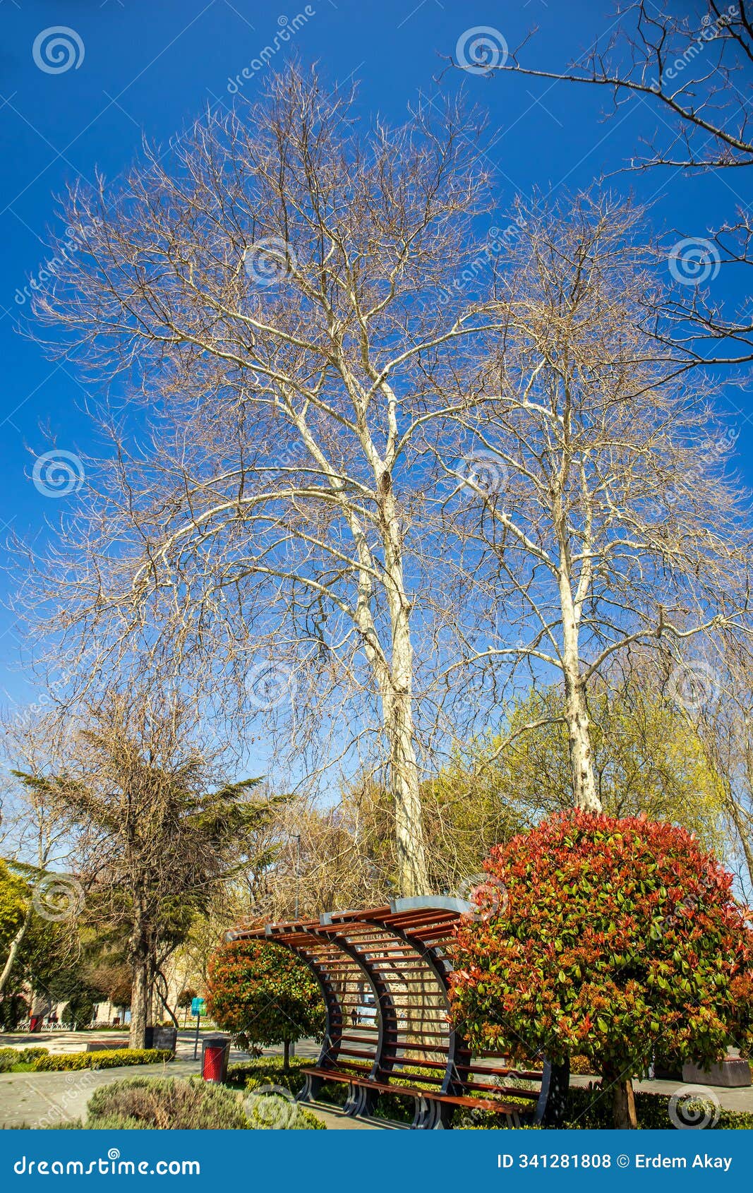 view of trees and vegetations in the city park under the clear sky