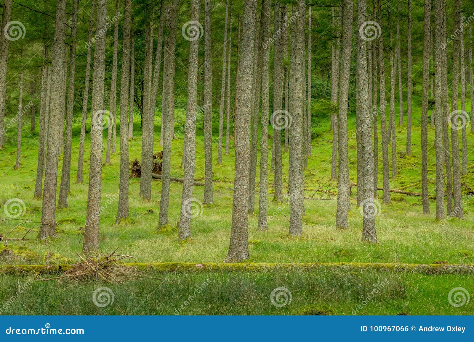 a view of the trees in a woodland coppice