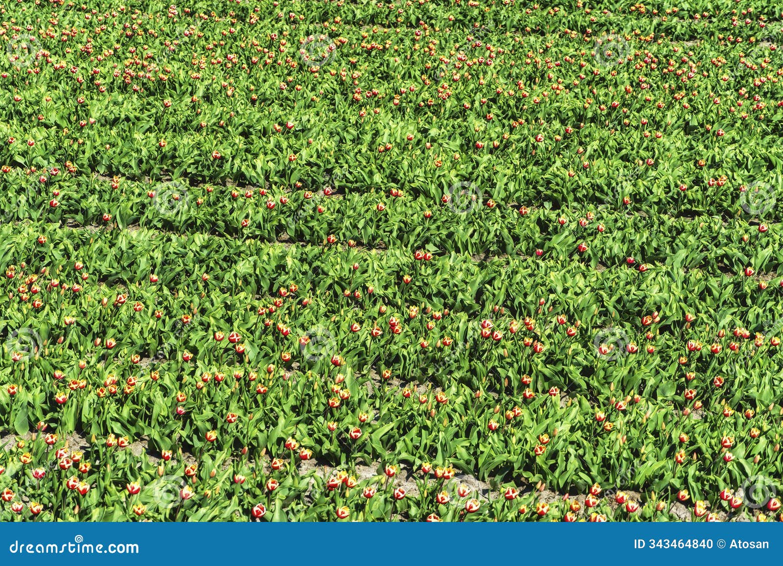 view of a tulip field after the flowers had been cut off, in order to allow the bulbs to have a better growth