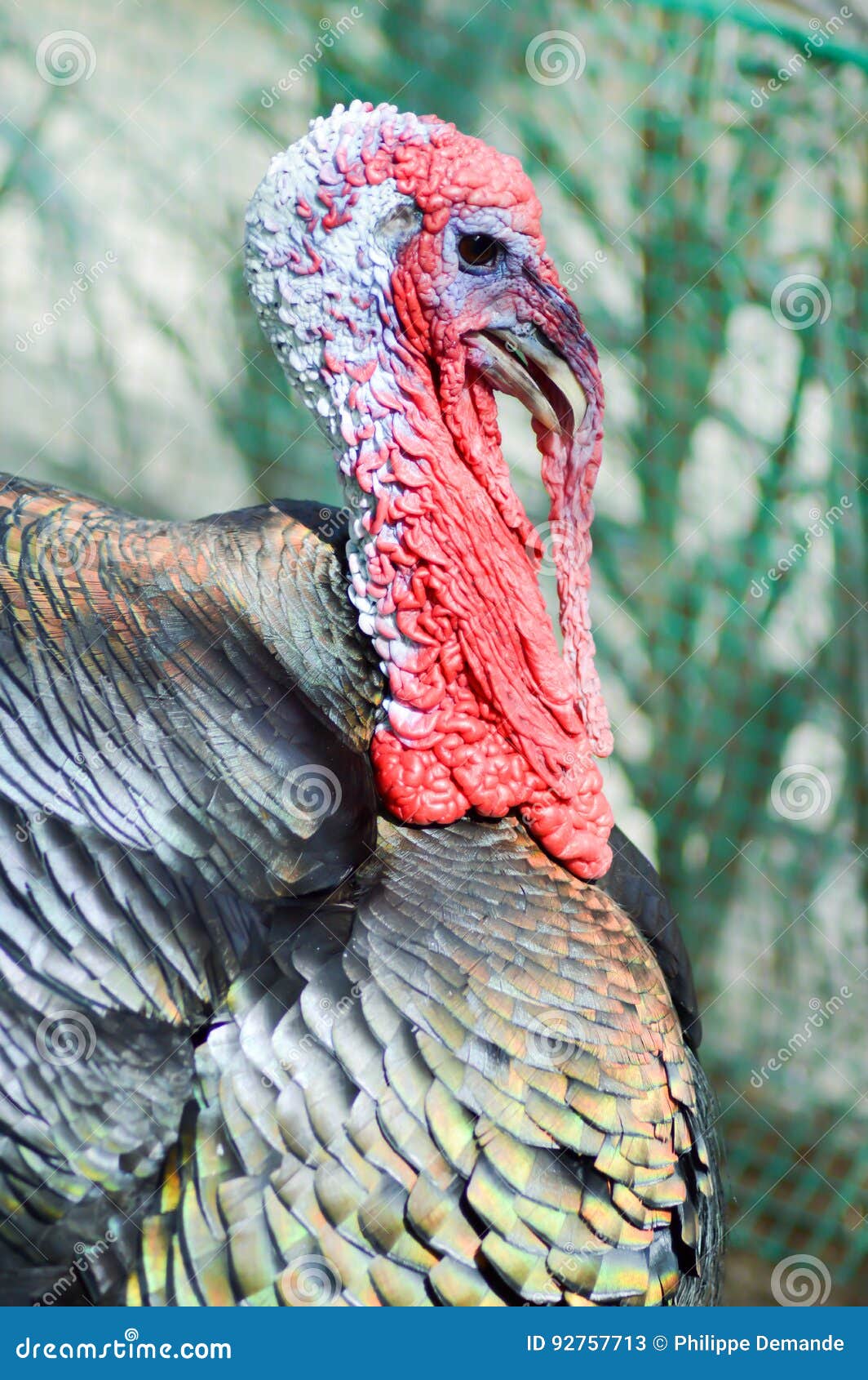 View of a turkey head stock image. Image of animal, kitten 92757713