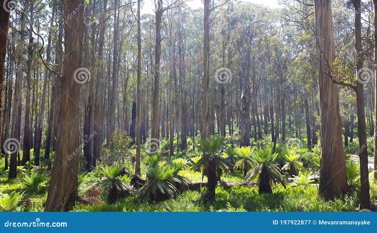 a dense turpentine tree forest