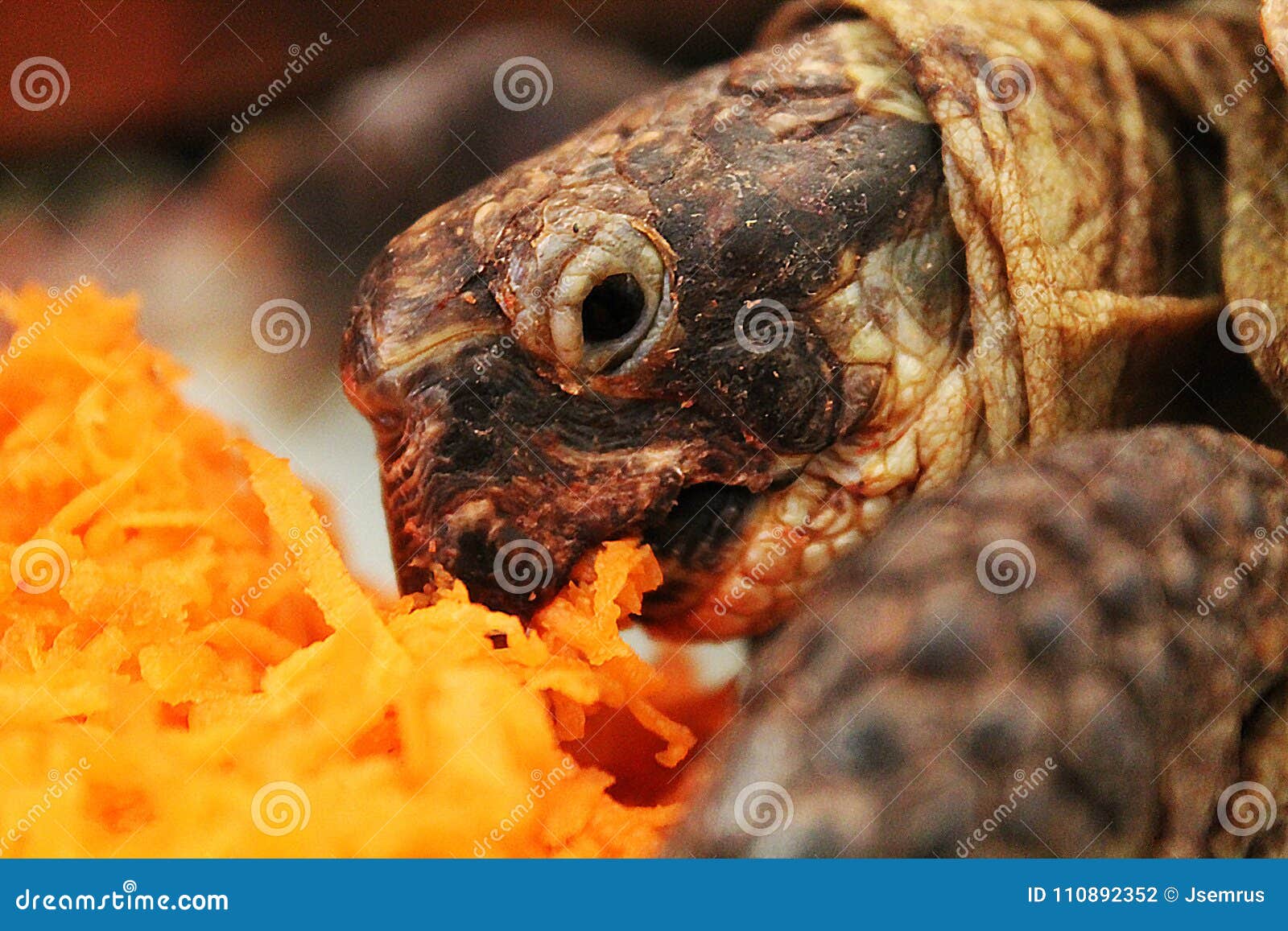 A turtle eating carrot stock photo. Image of slow, carrot 110892352