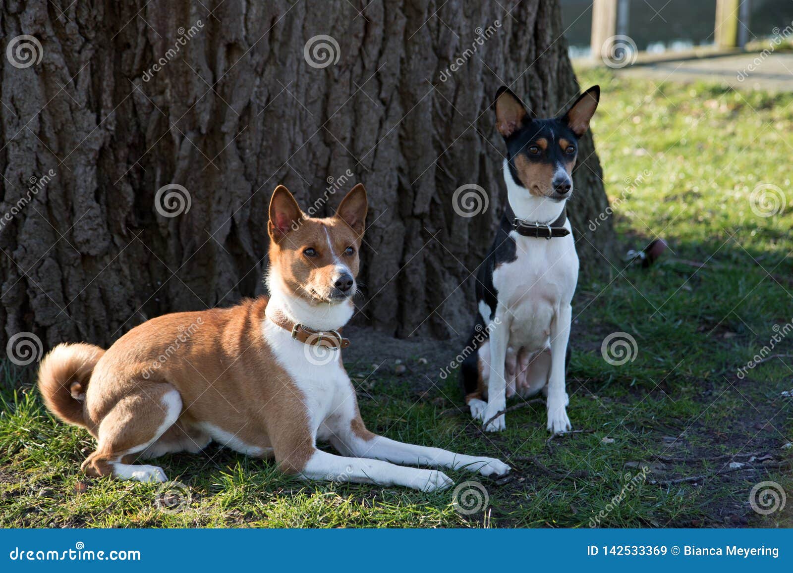 View On A Two Tone And Tri Color Basenji In Front Of A