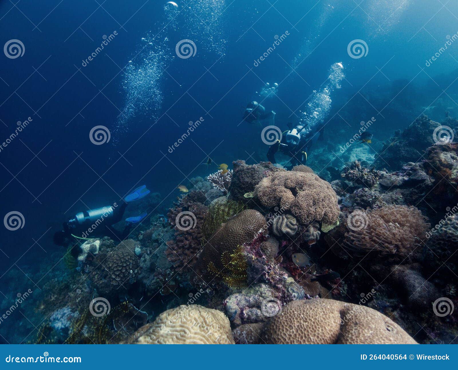 view of underwater scuba divers in alegria city, cebu, philippines