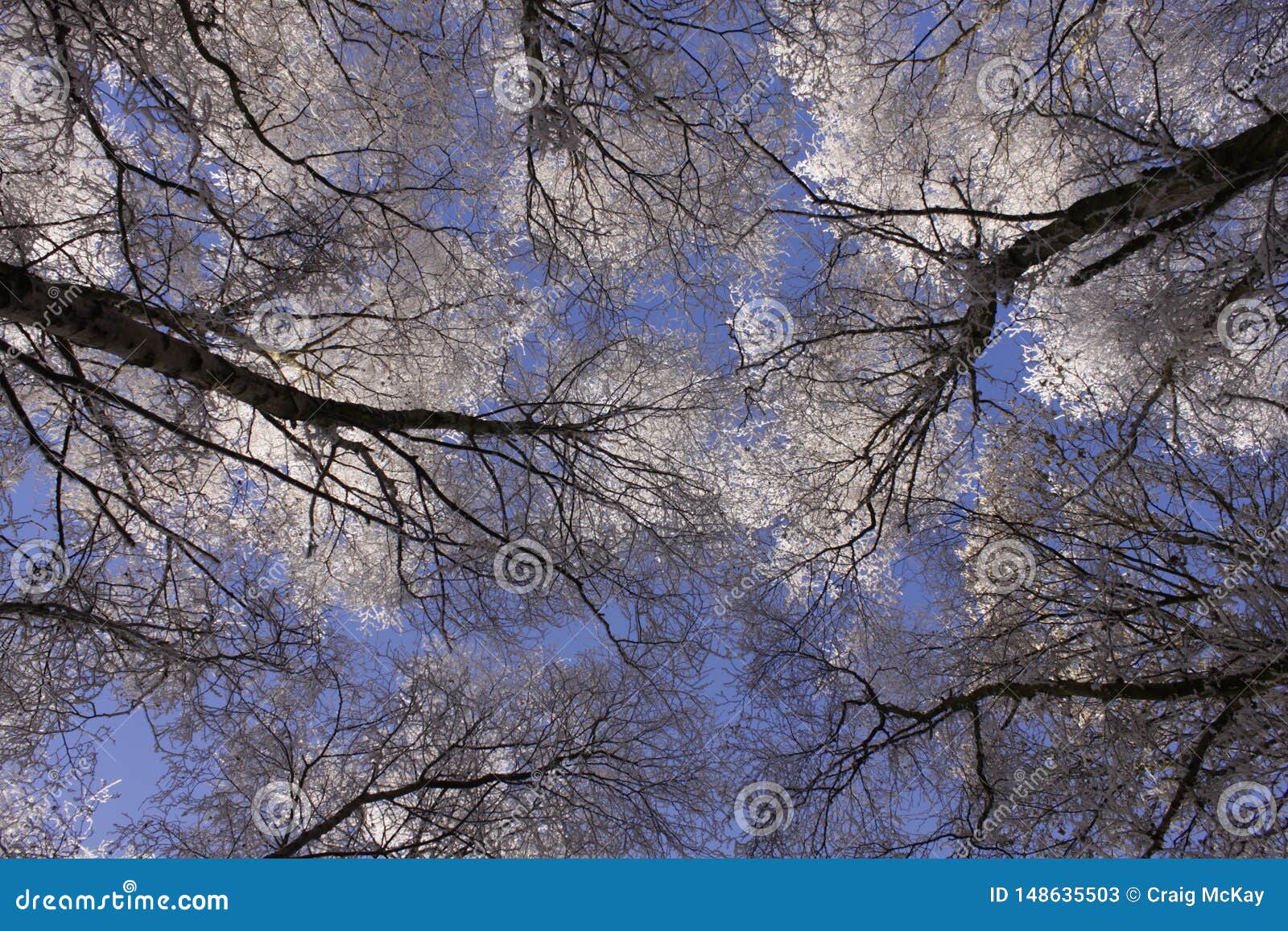 View Up through Tree Branches in Mid Winter with Snow on Branches Stock