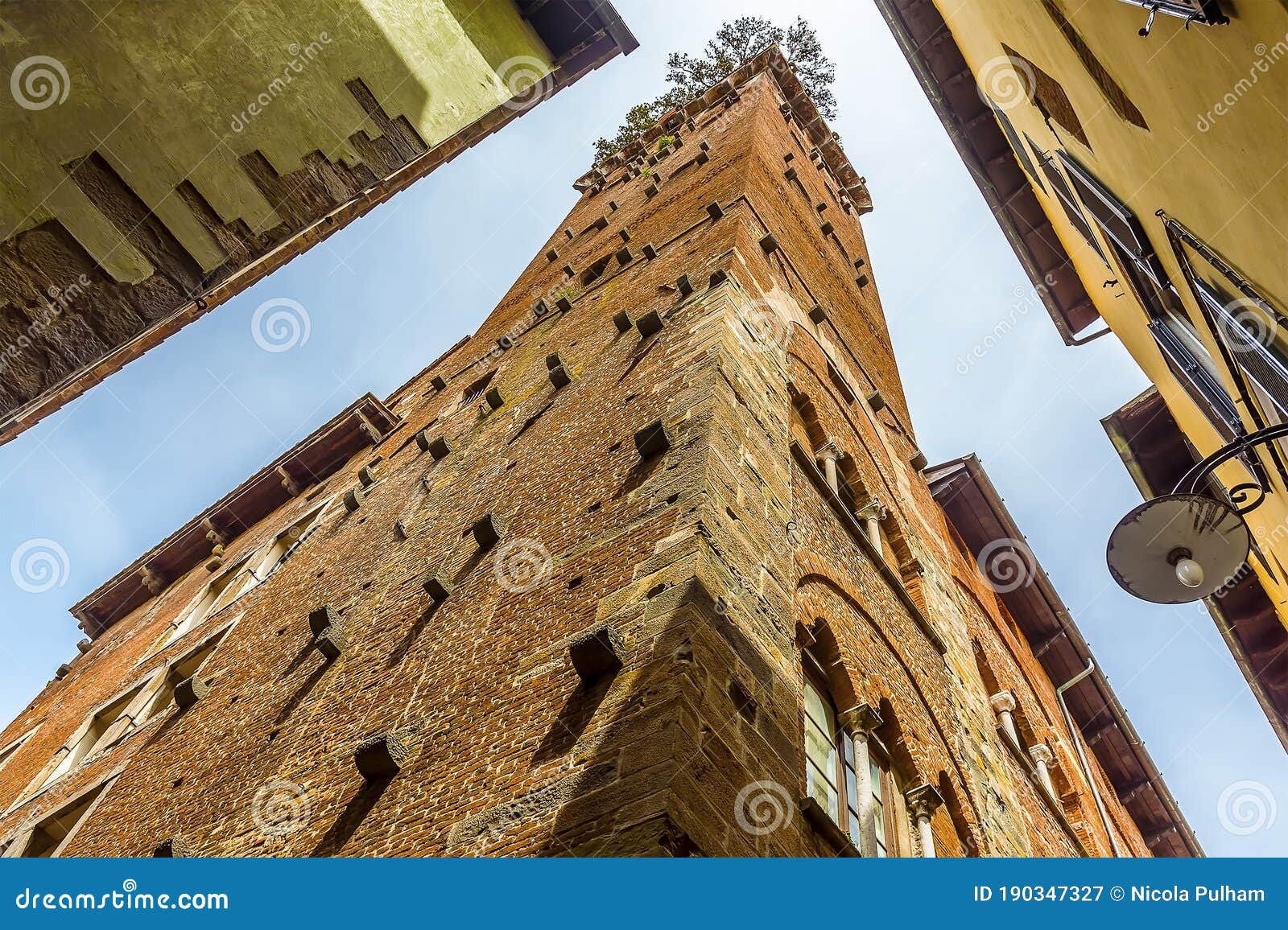 a view upward toward the guinigi tower in lucca italy