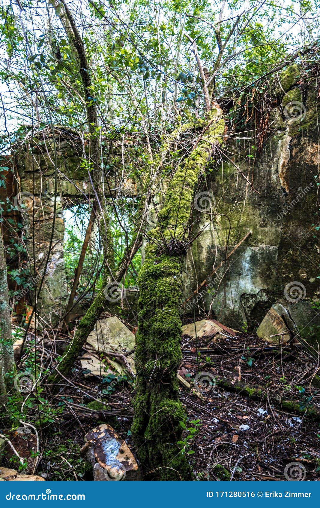 view of a vegetation zone