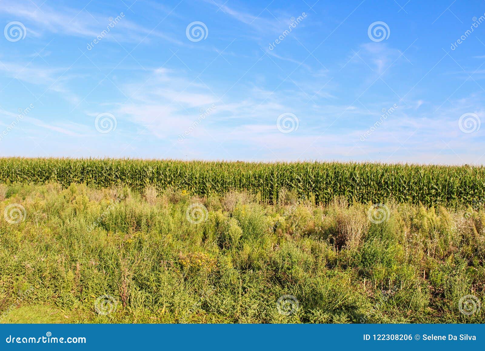 wheat field in xanten, wesel, germany on sunny day