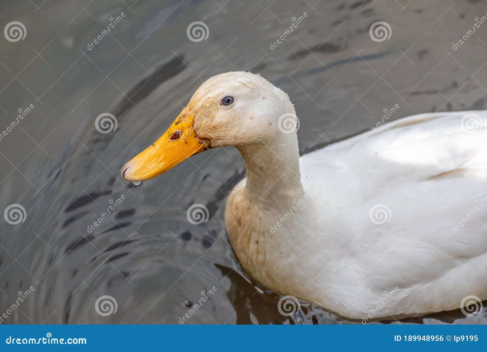 White Duck with Yellow Beak Stock Photo Image of head, drops 189948956