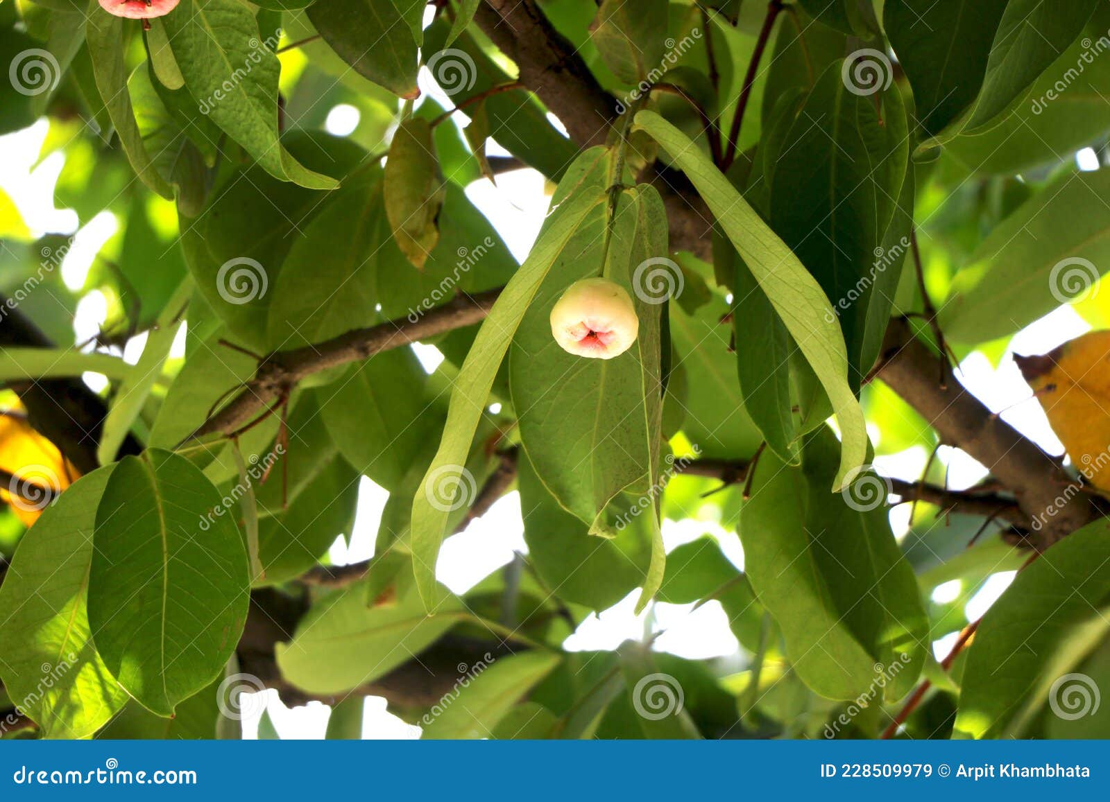 White Rose apple on tree stock image. Image of beautiful 228509979