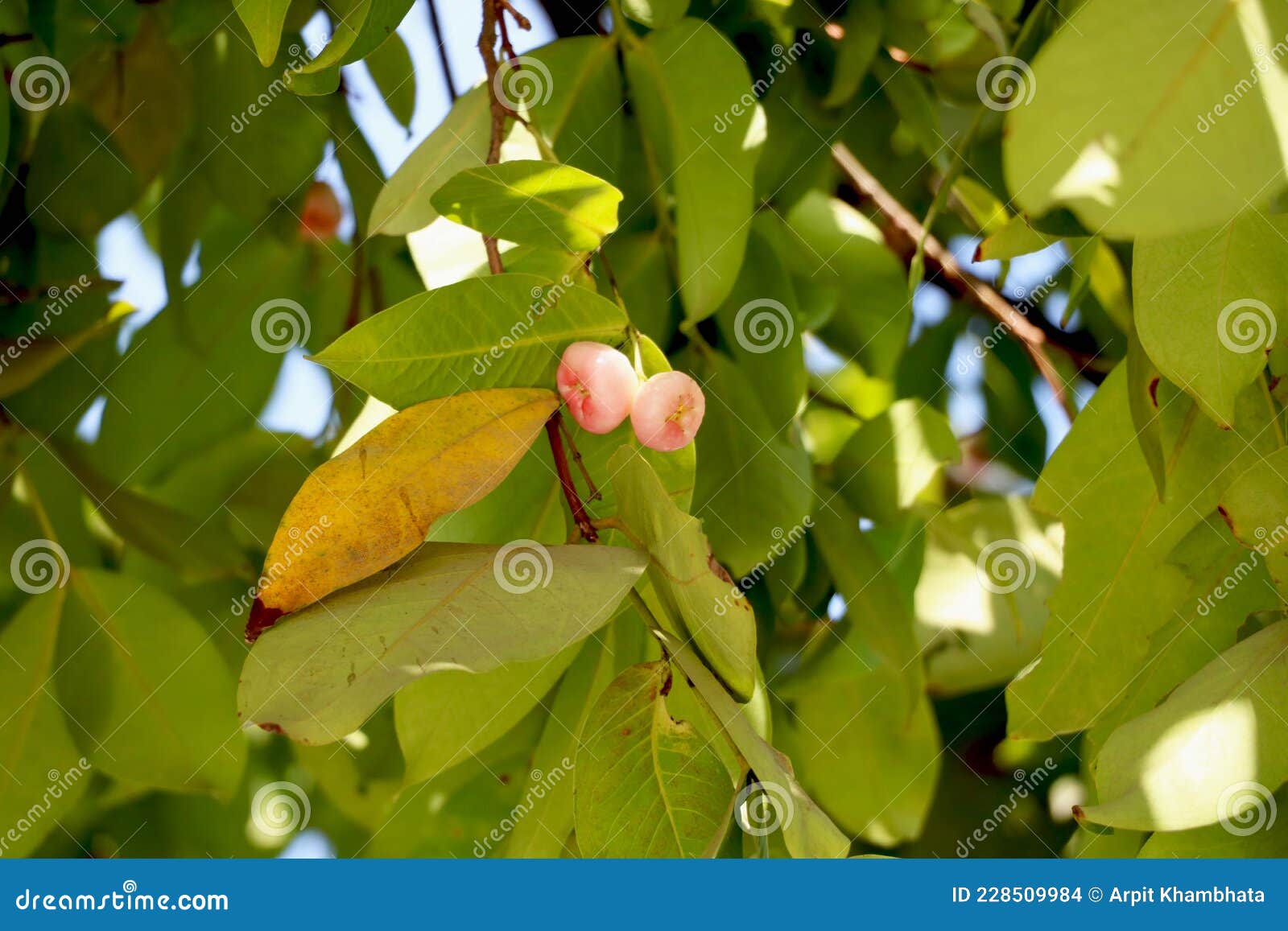 White Rose apple on tree stock photo. Image of flora 228509984