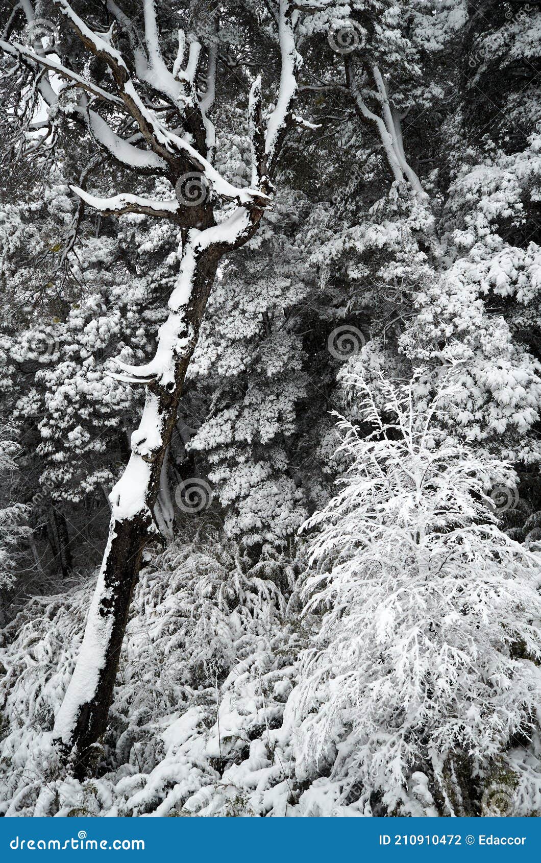 a view of white snowy forest from cable car on cero bayo bayo hill, touristic destination in villa la angostura, neuquen,