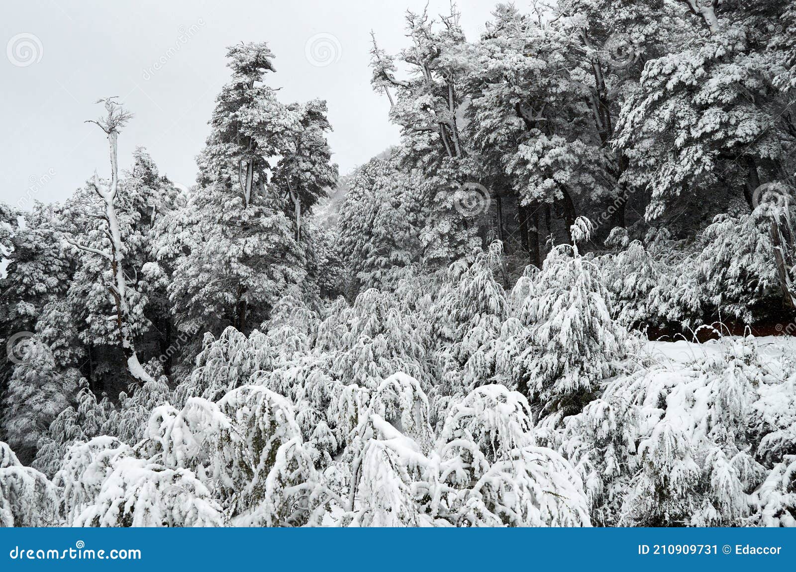 a view of white snowy forest from cable car on cero bayo bayo hill, touristic destination in villa la angostura, neuquen,